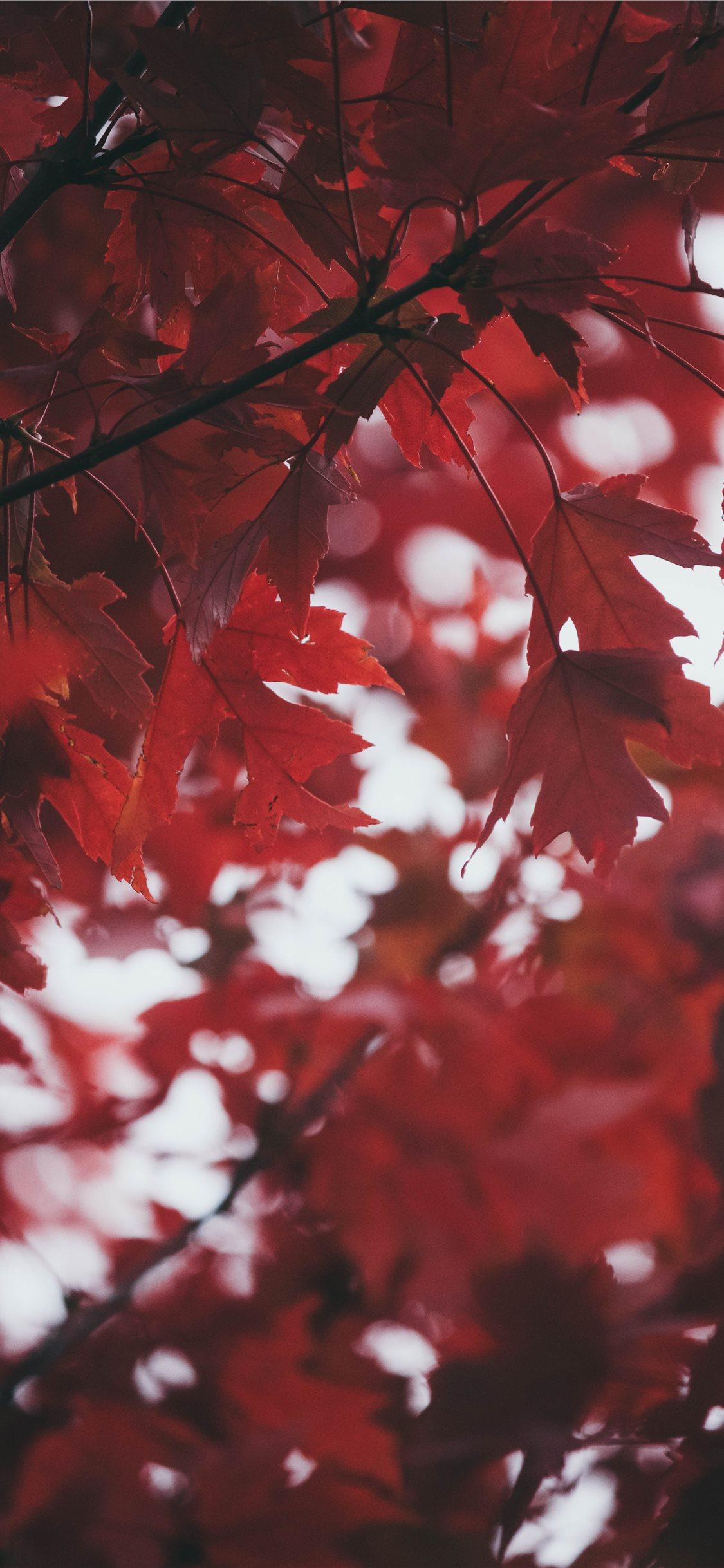 1125x2436 Deep Red Leaves iPhone X Wallpaper Free Download