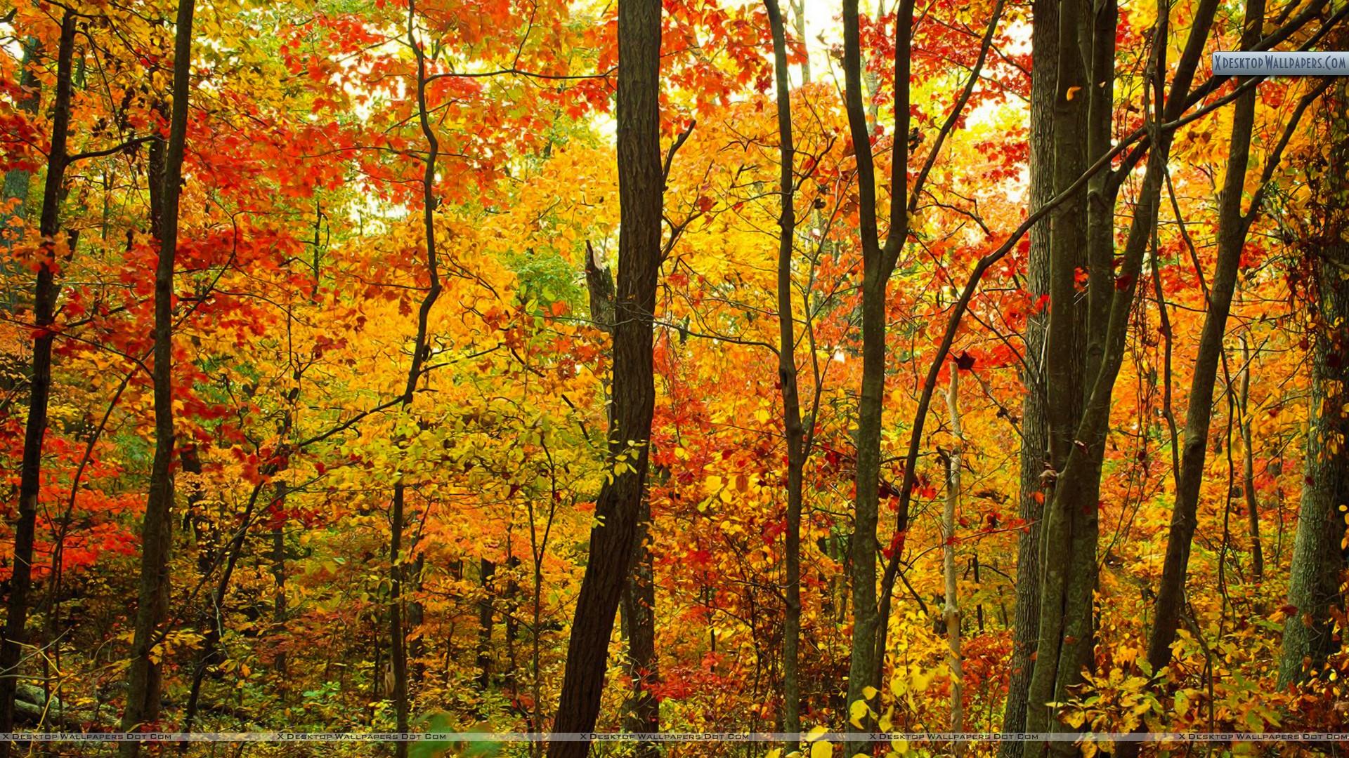 1920x1080 Crimson Forest, Appalachian Mountains, North Carolina Wallpaper