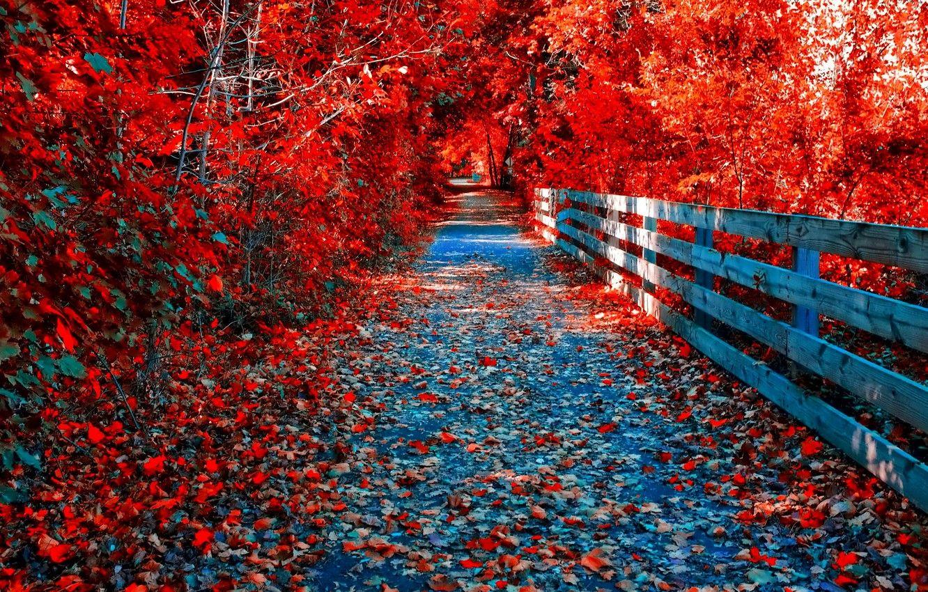 1332x850 Autumn Crimson Wallpaper