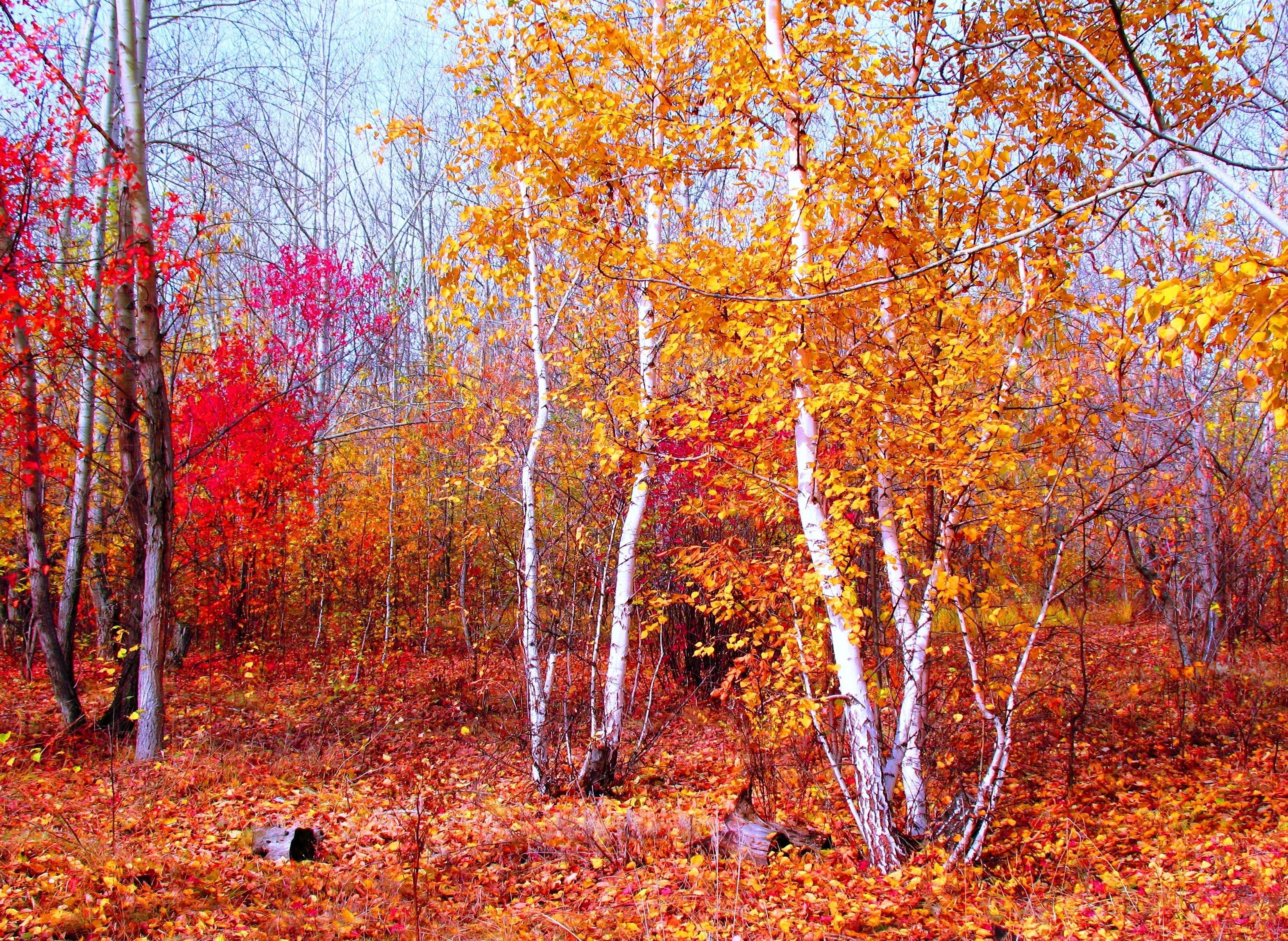 3144x2296 Crimson, Gold, Red, Autumn, Nature, Trees, Leaves, October, Forest, Silence, Maple wallpaper