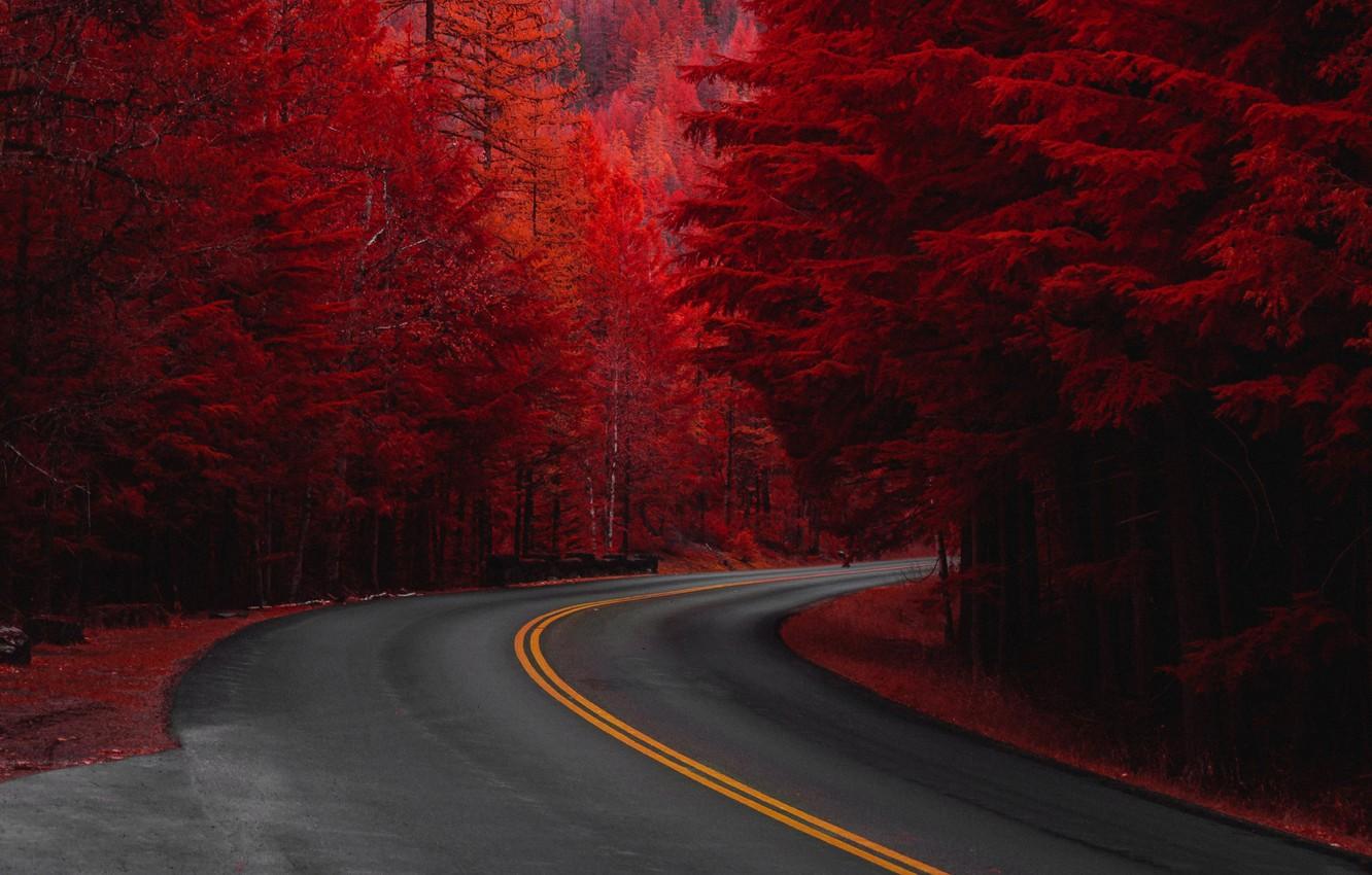 1332x850 Wallpaper road, autumn, forest, the crimson image for desktop, section пейзажи