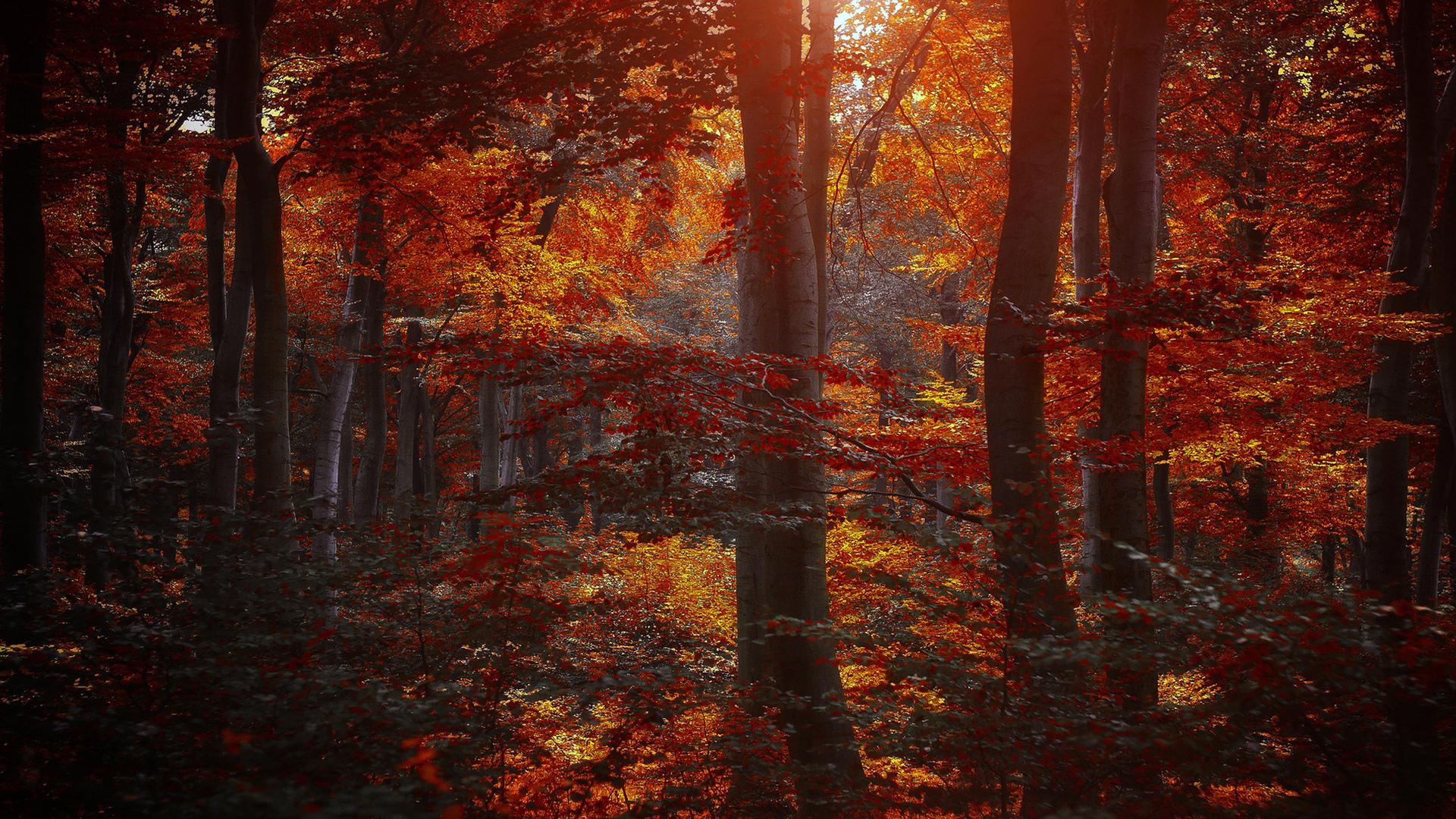 1920x1080 1920x1080 trees, autumn, yellow, forest, crimson, burgundy, leaves