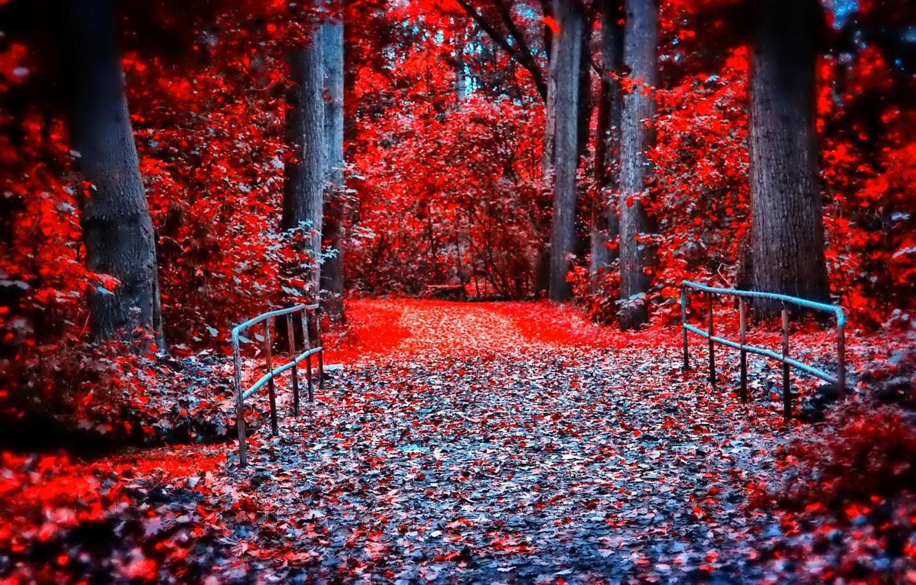1332x850 Wallpaper autumn, forest, leaves, trees, bridge, Park, paint, the crimson image for desktop, section природа