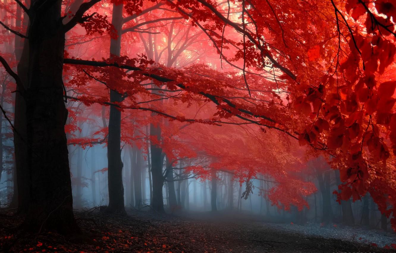 1332x850 Wallpaper autumn, forest, leaves, trees, fog, the crimson image for desktop, section природа