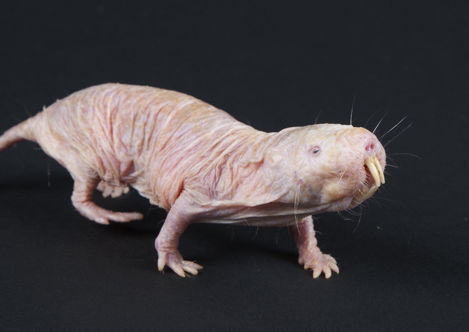 1800x1273 Naked Mole Rat Wallpaper and Background Imagex1273
