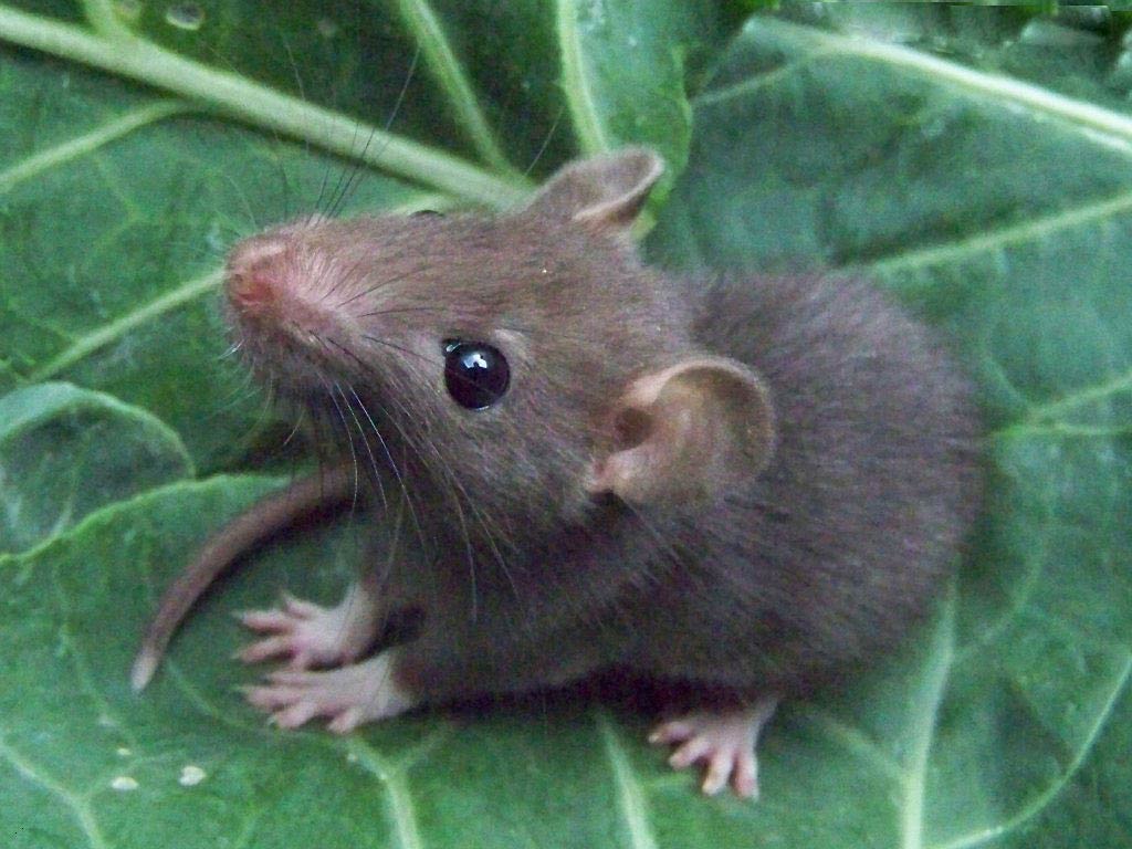 1024x768 Free Rat Wallpaper download