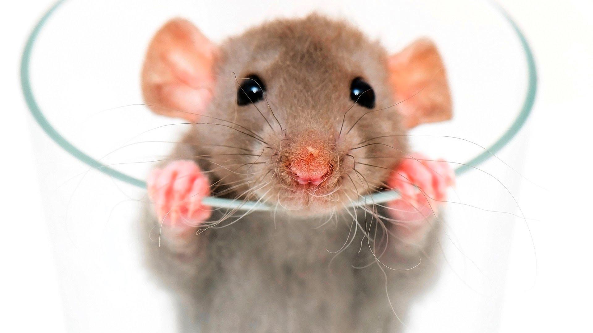 Rats Wallpapers - Top Free Rats Backgrounds - WallpaperAccess