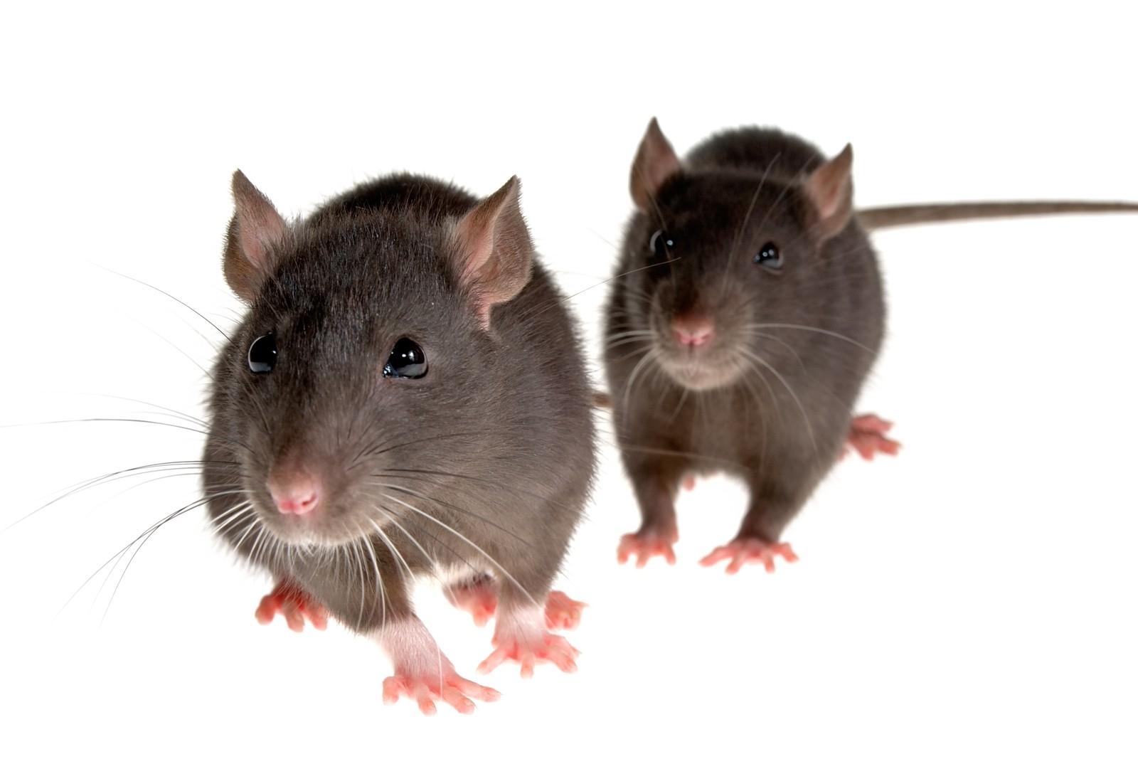 1600x1067 Rats And Possums