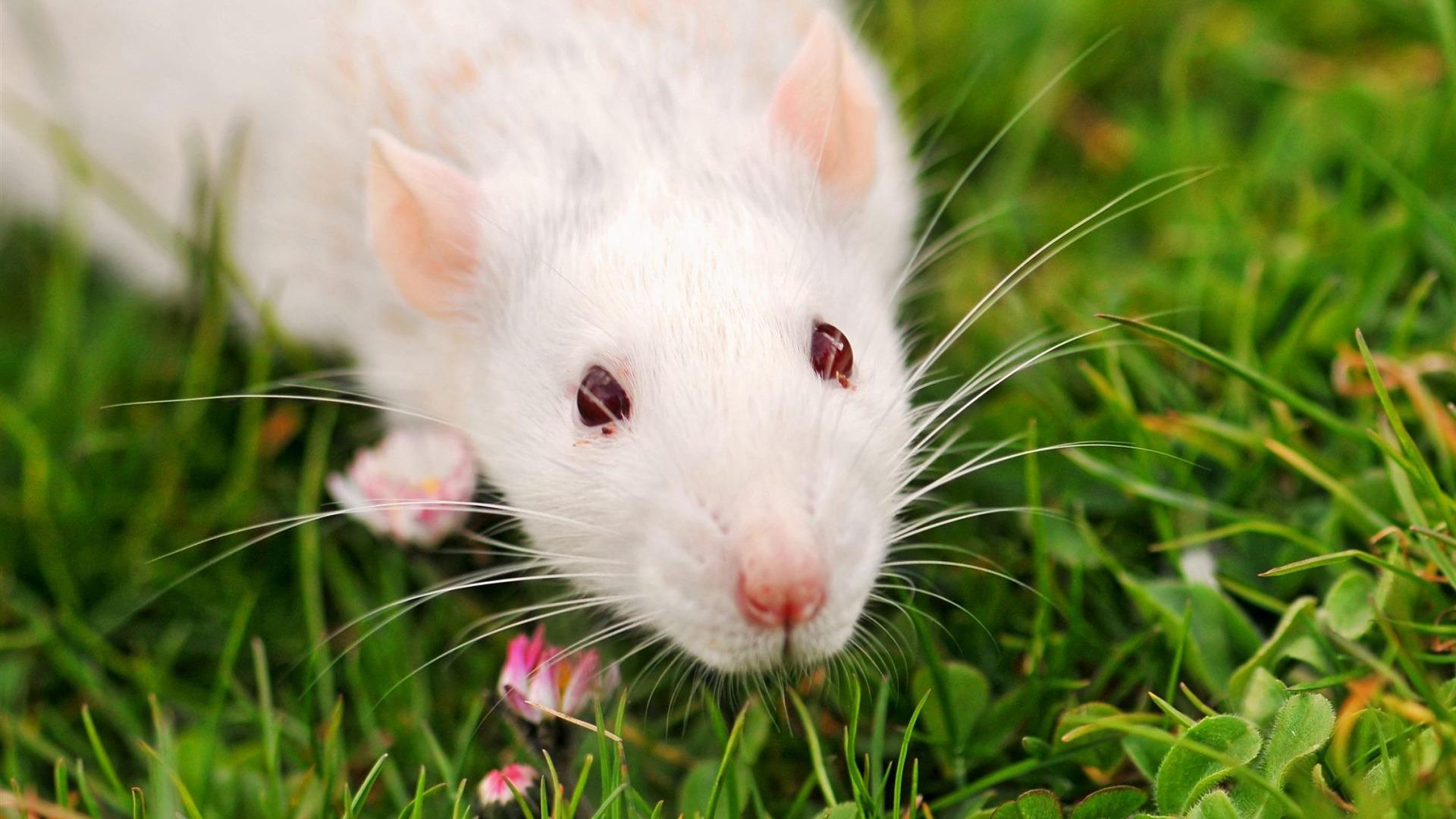 1920x1080 Free download Laboratory Rat Animal wallpaper selection 1920x1080 wallpaper [1920x1080] for your Desktop, Mobile & Tablet. Explore Lab Rats Wallpaper. Chase from Lab Rats Wallpaper, Rat Wallpaper