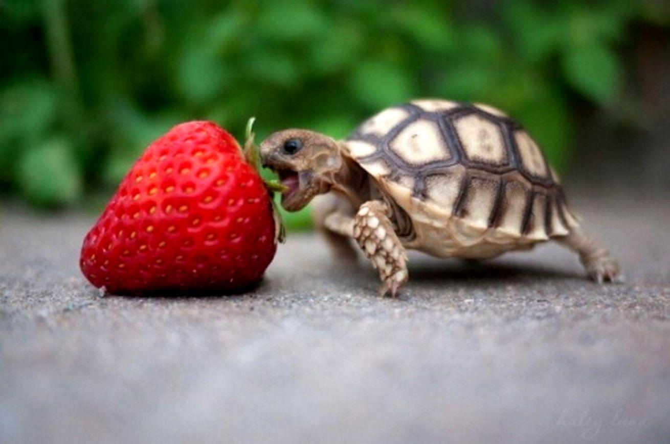 1310x870 Turtle Wallpaper. Decor di Design