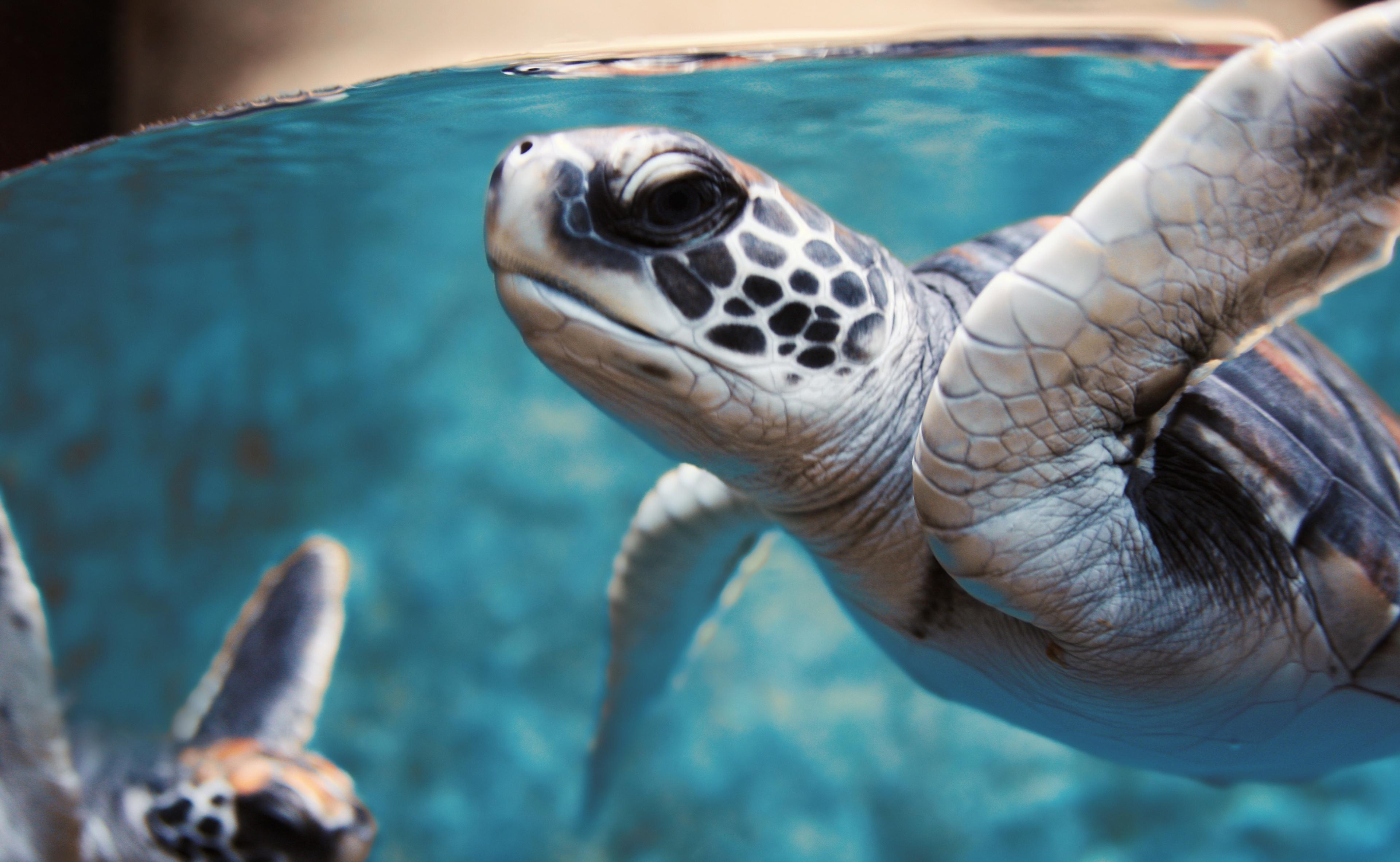 3840x2366 Turtle 4k Ultra HD Wallpaper