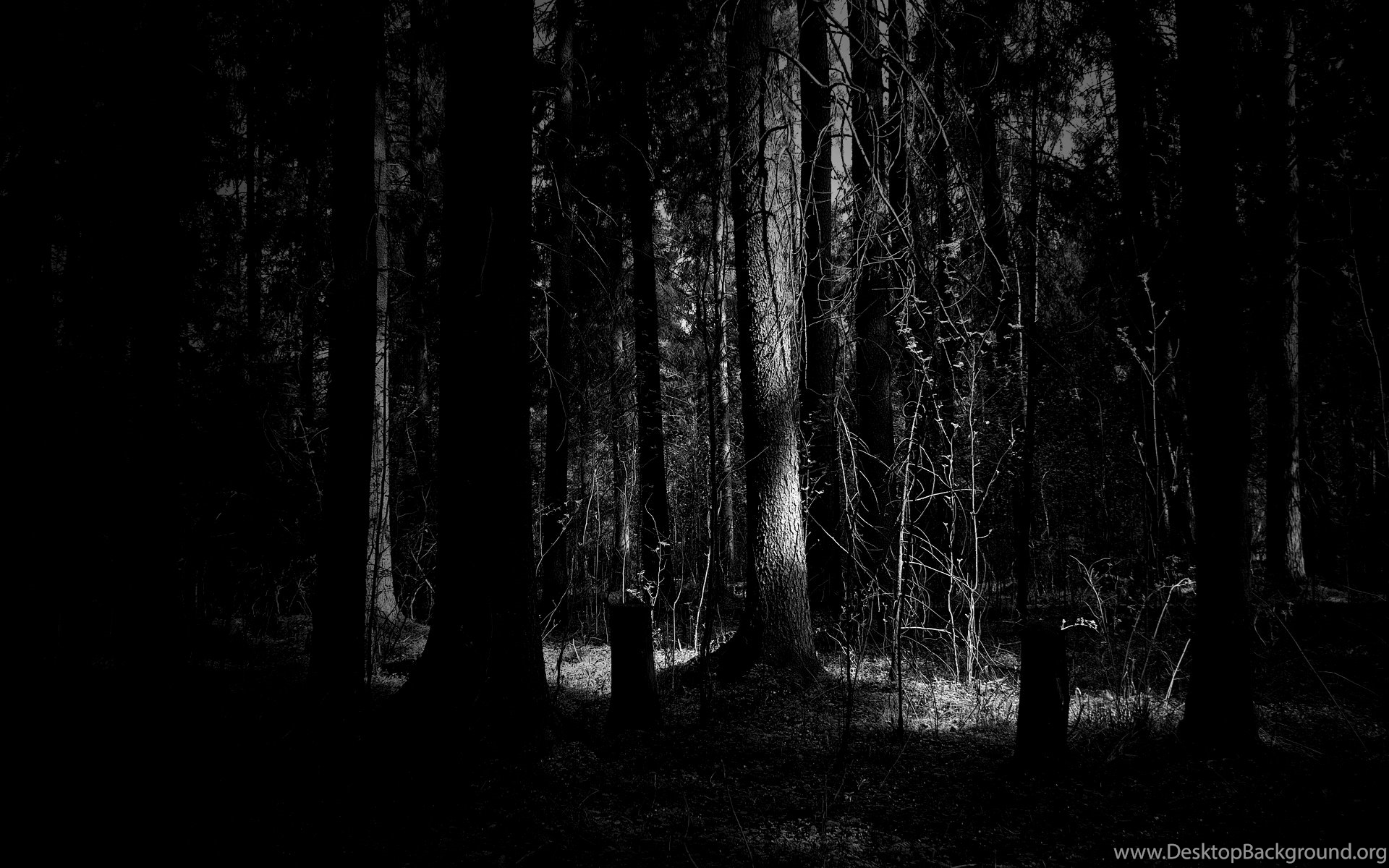 1920x1200 Dark Woods Wallpaper Desktop Background