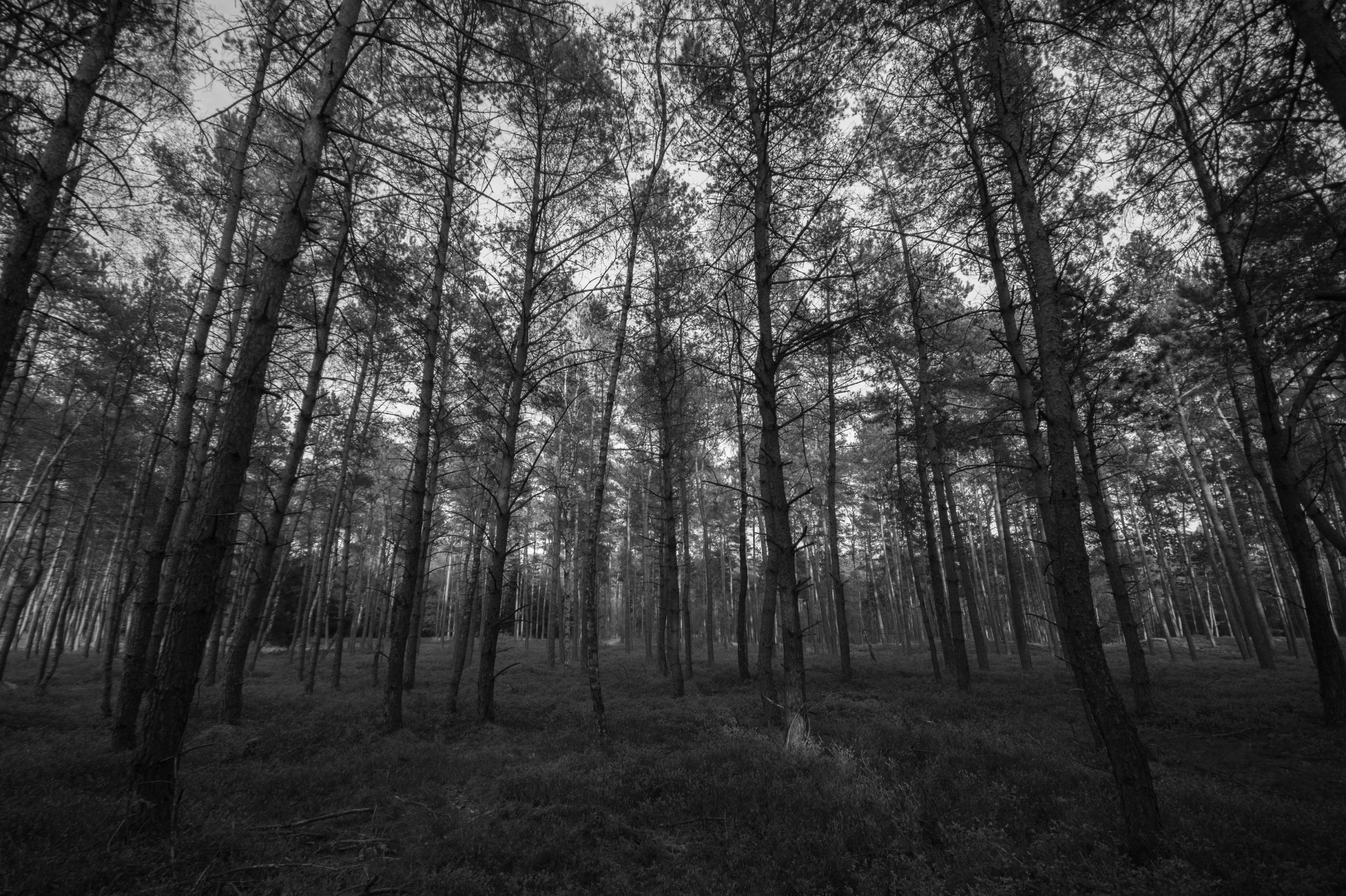 3840x2556 black and white, blackampwhite, cc dark, forest, land, landscape, mystical, nature, production, spooky, spring, trees, vegetation, winter, wood 4k wallpaper