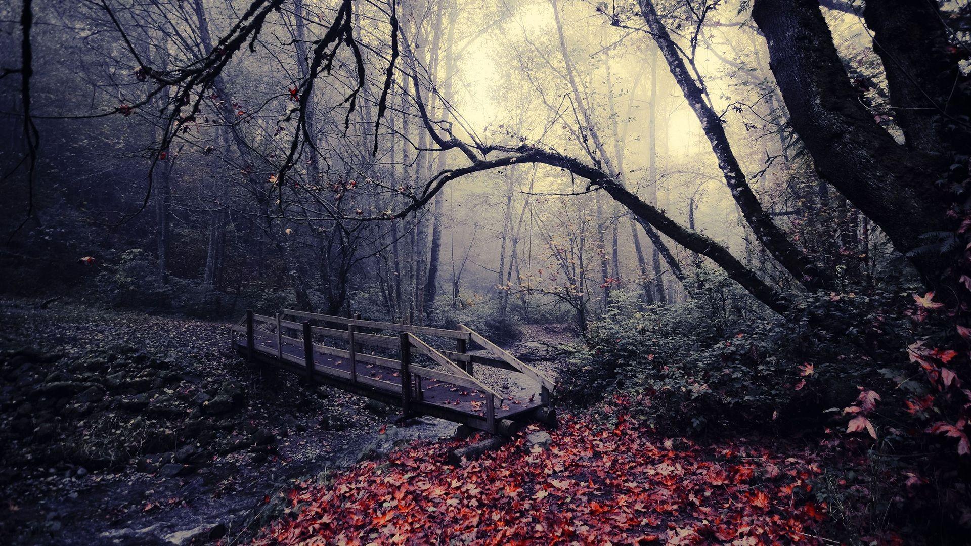1920x1080 Dark Woods Background