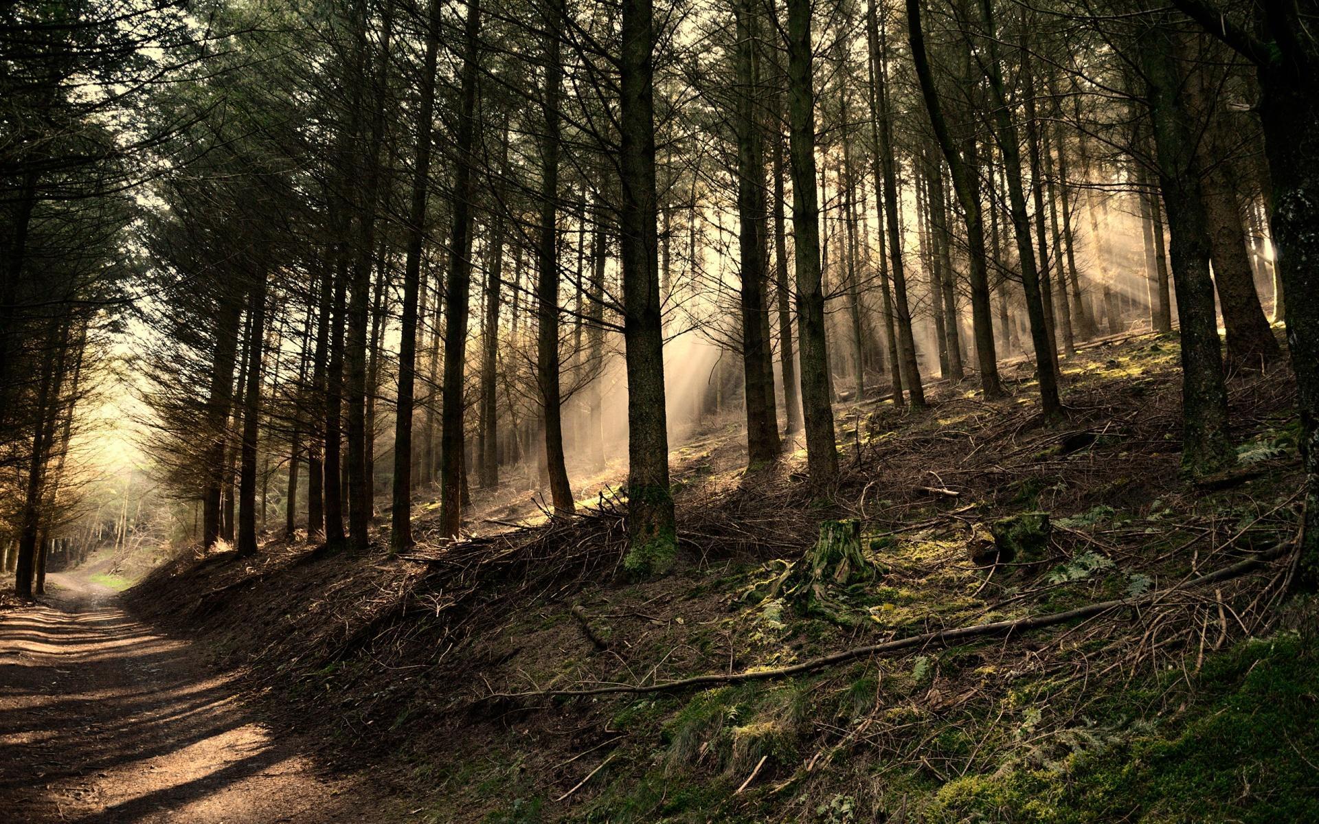 1920x1200 Free download Dark Woods Wallpaper [1920x1200] for your Desktop, Mobile & Tablet. Explore Woods Background. Woods Background, Woods Wallpaper, Woods Background