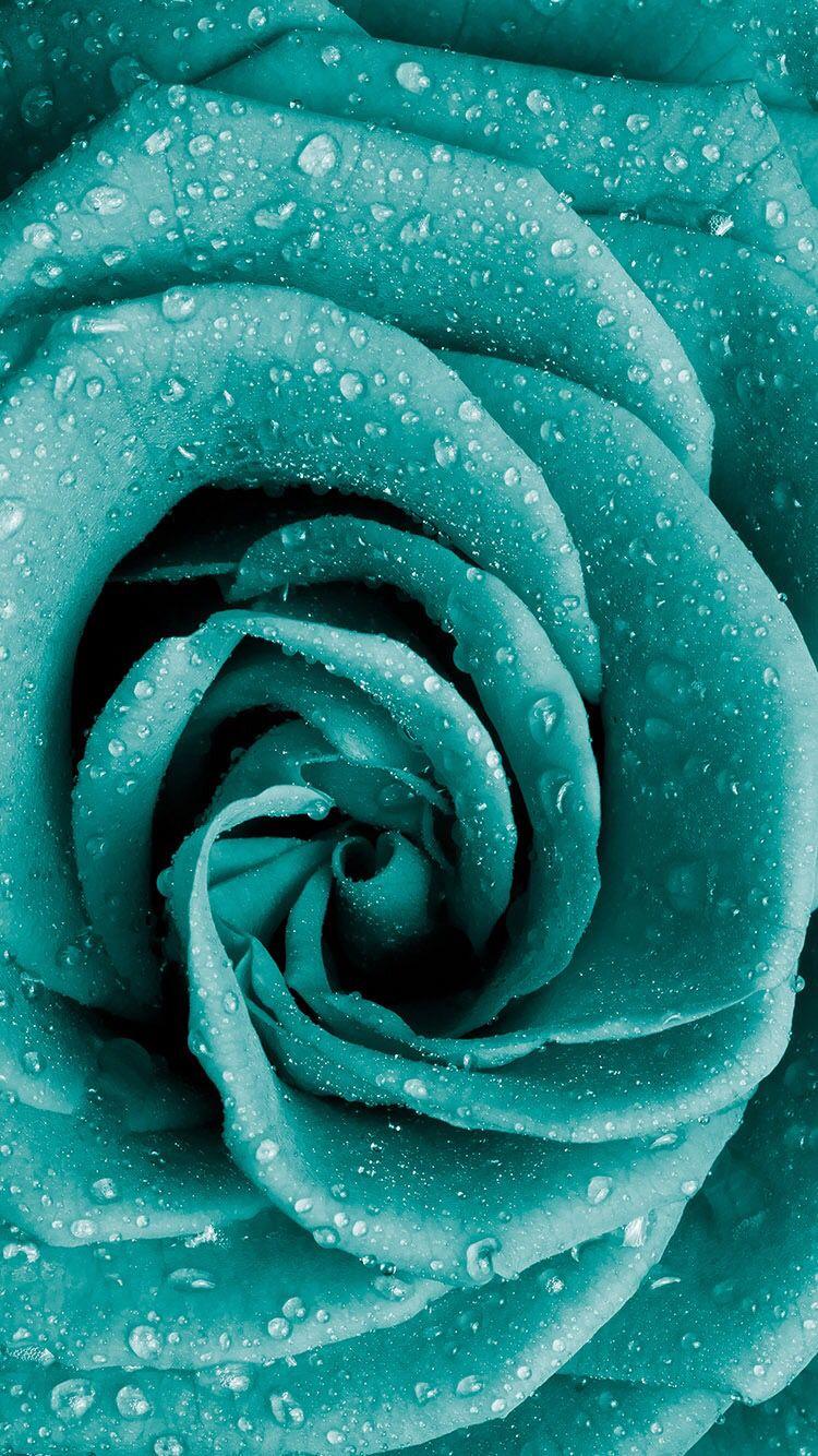 Teal Rose Wallpapers Top Free Teal Rose Backgrounds Wallpaperaccess