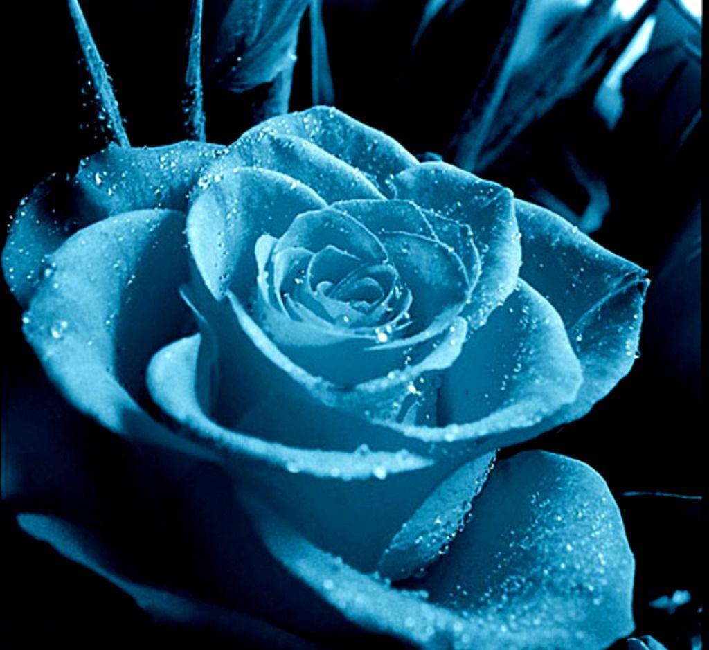 Teal Rose Wallpapers Top Free Teal Rose Backgrounds Wallpaperaccess