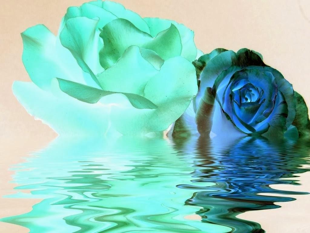 Teal Rose Wallpapers Top Free Teal Rose Backgrounds Wallpaperaccess