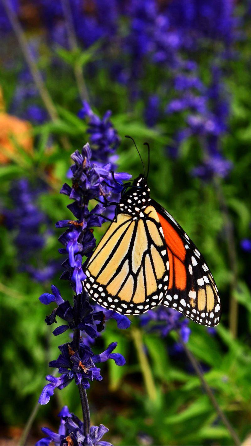 800x1420 Download Wallpaper 800x1420 Monarch Butterfly, Butterfly, Pattern, Wings, Flower Iphone Se 5s 5c 5 For Parallax HD Background