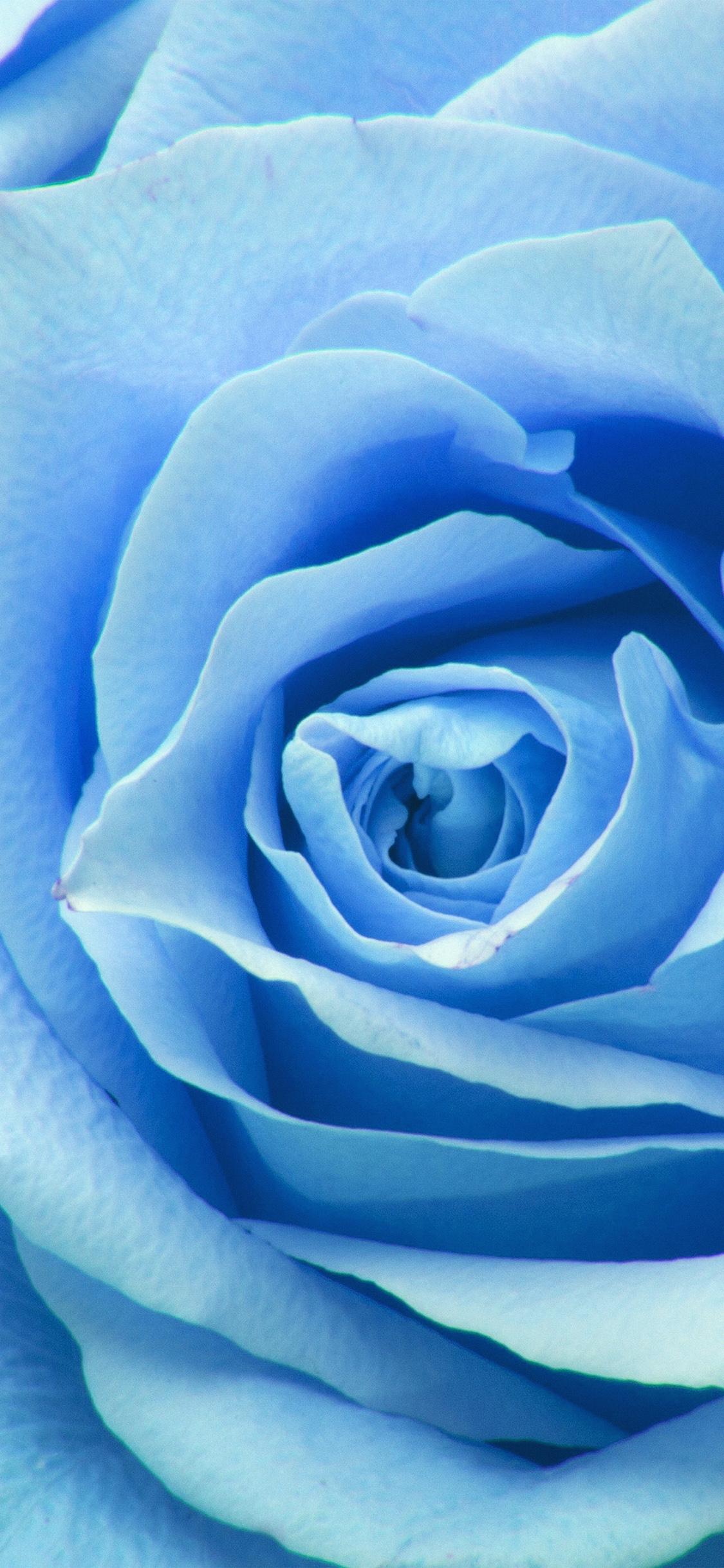 1125x2436 flower blue rose zoom love