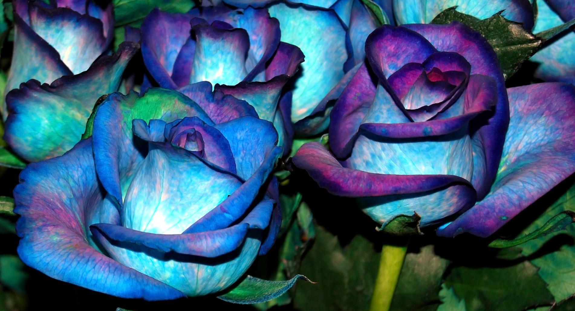 1902x1030 Purple Green And Blue Flowers