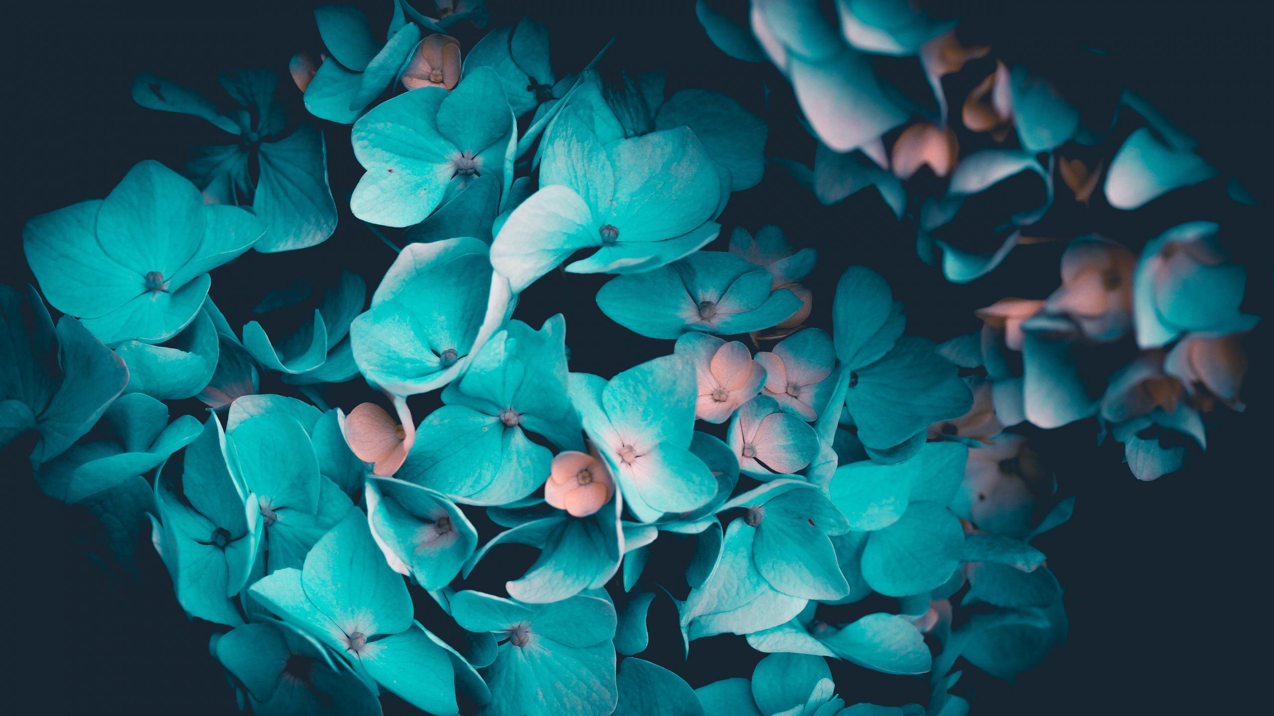 2560x1440 Blue flowers Wallpaper 4K, Petals, Teal, Black background, 5K, Flowers