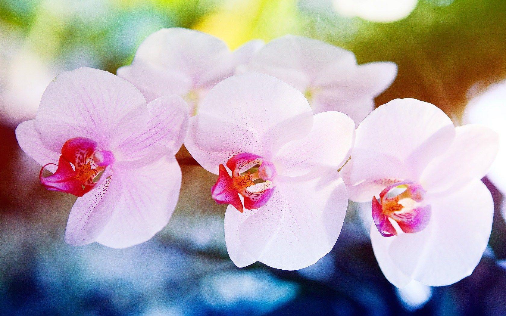 1680x1050 Ultra HD K Orchid Wallpaper HD, Desktop Background 1680×1050