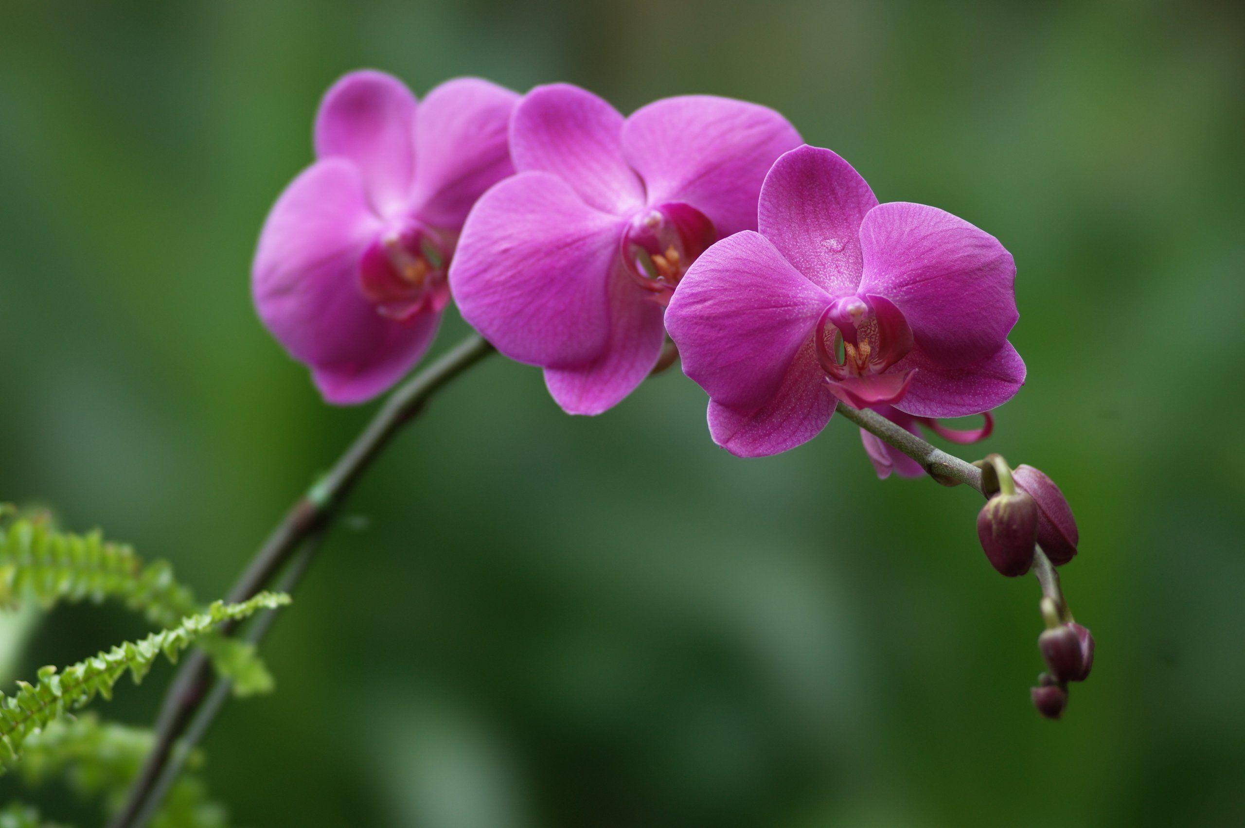 30 Background Bunga Orchid  Galeri Bunga  HD