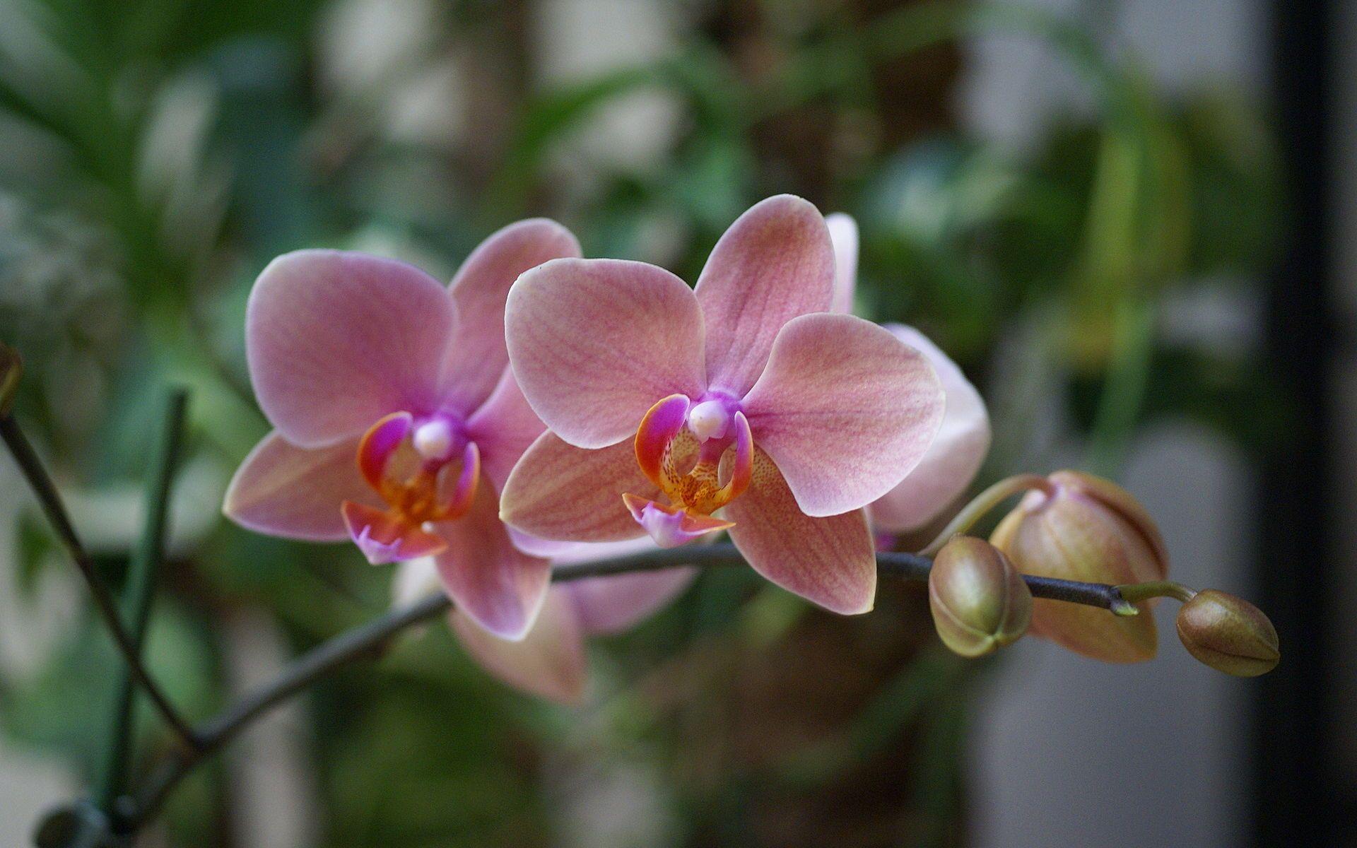1920x1200 hybrid Phalaenopsis orchid
