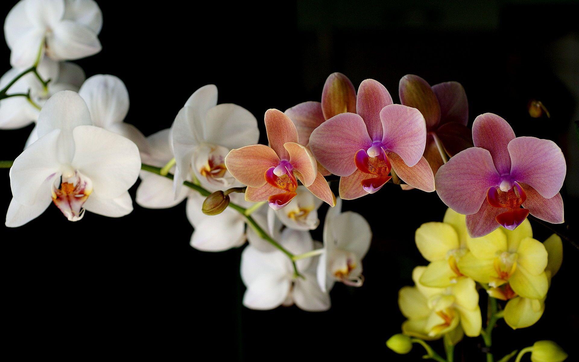 1920x1200 Orchid Flowers Colors Wallpaper