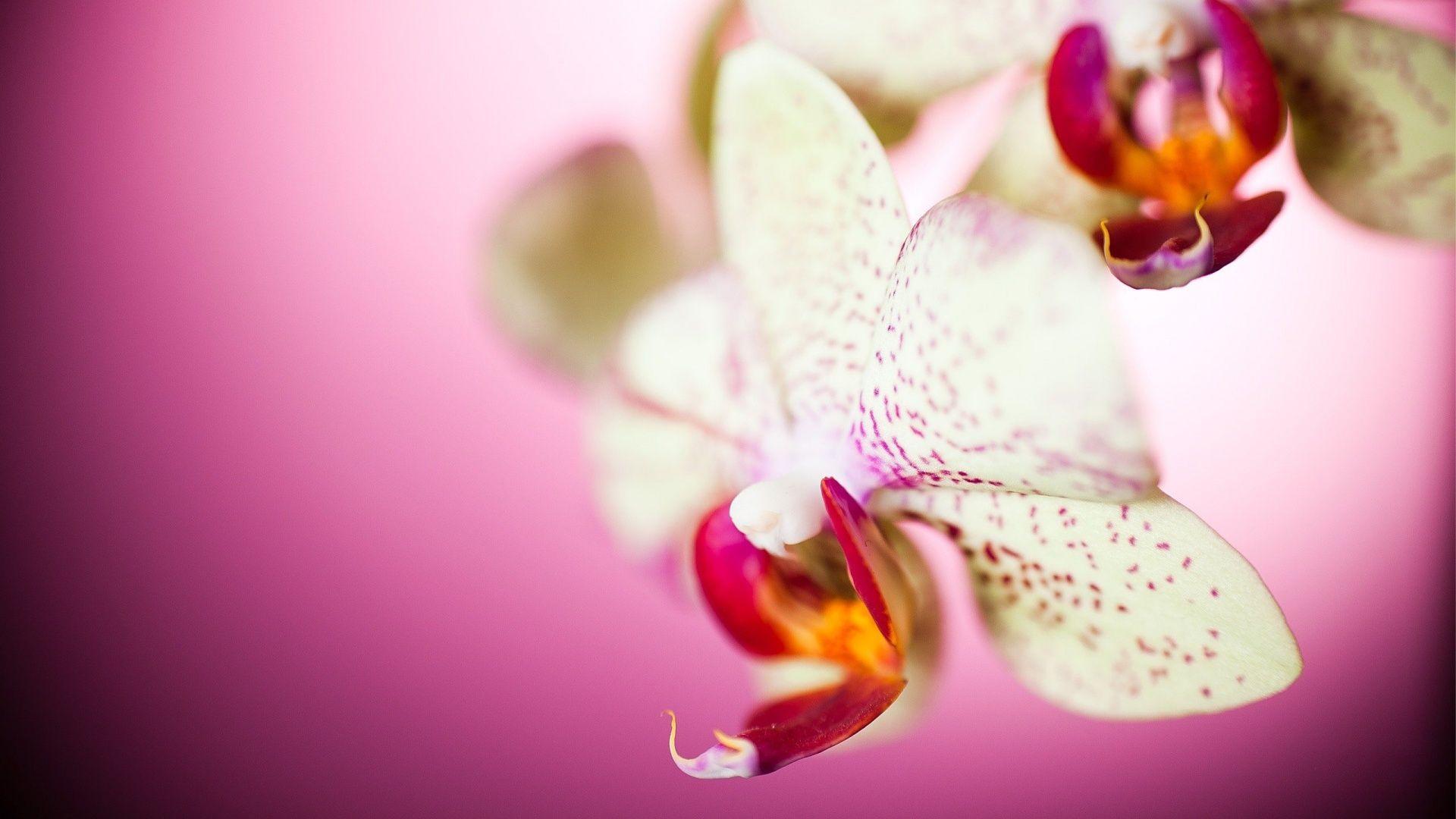 1920x1080 Wallpaper.wiki HD Beautiful Orchid Picture PIC WPD0013214