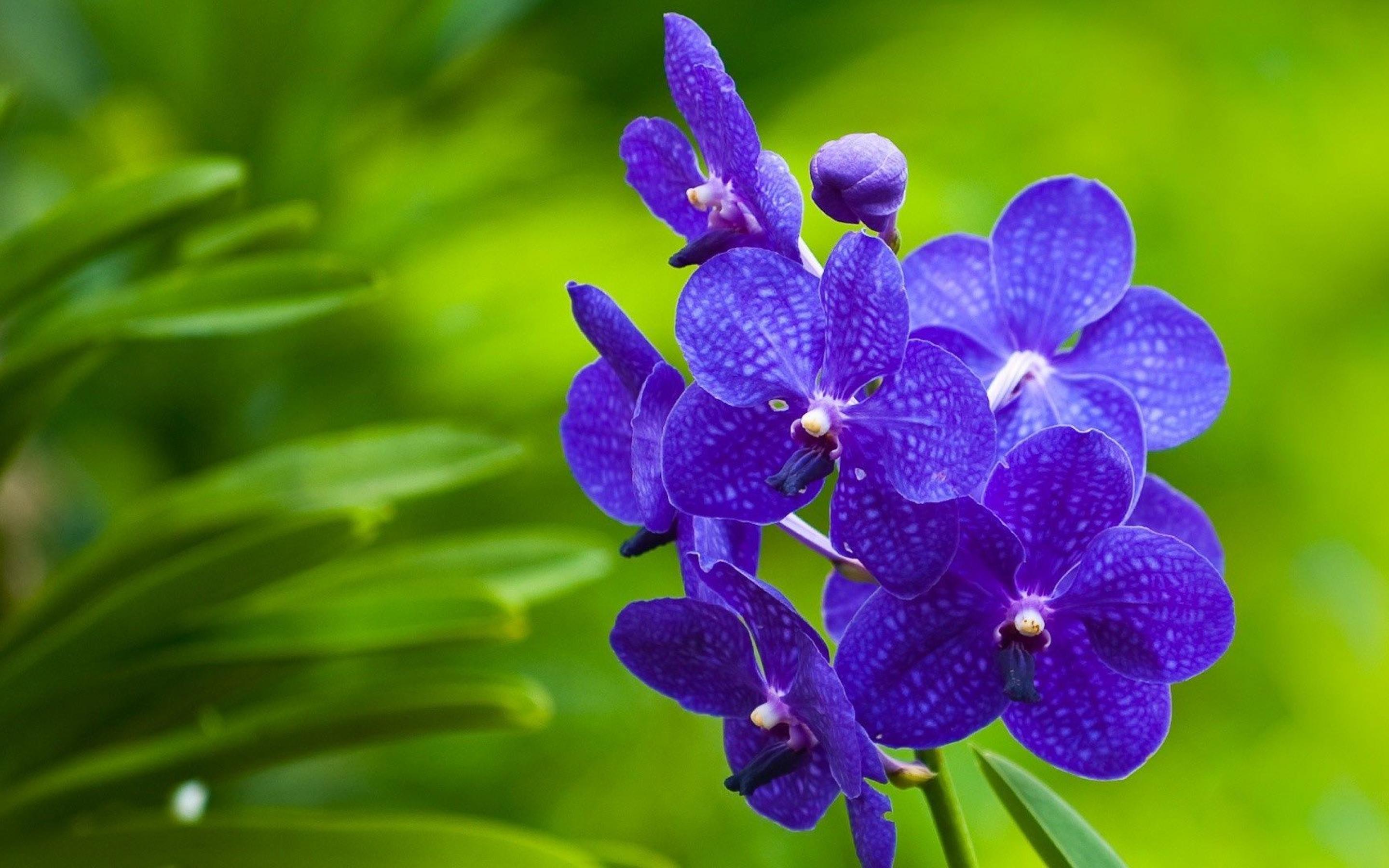 2880x1800 Purple Orchid Wallpaper
