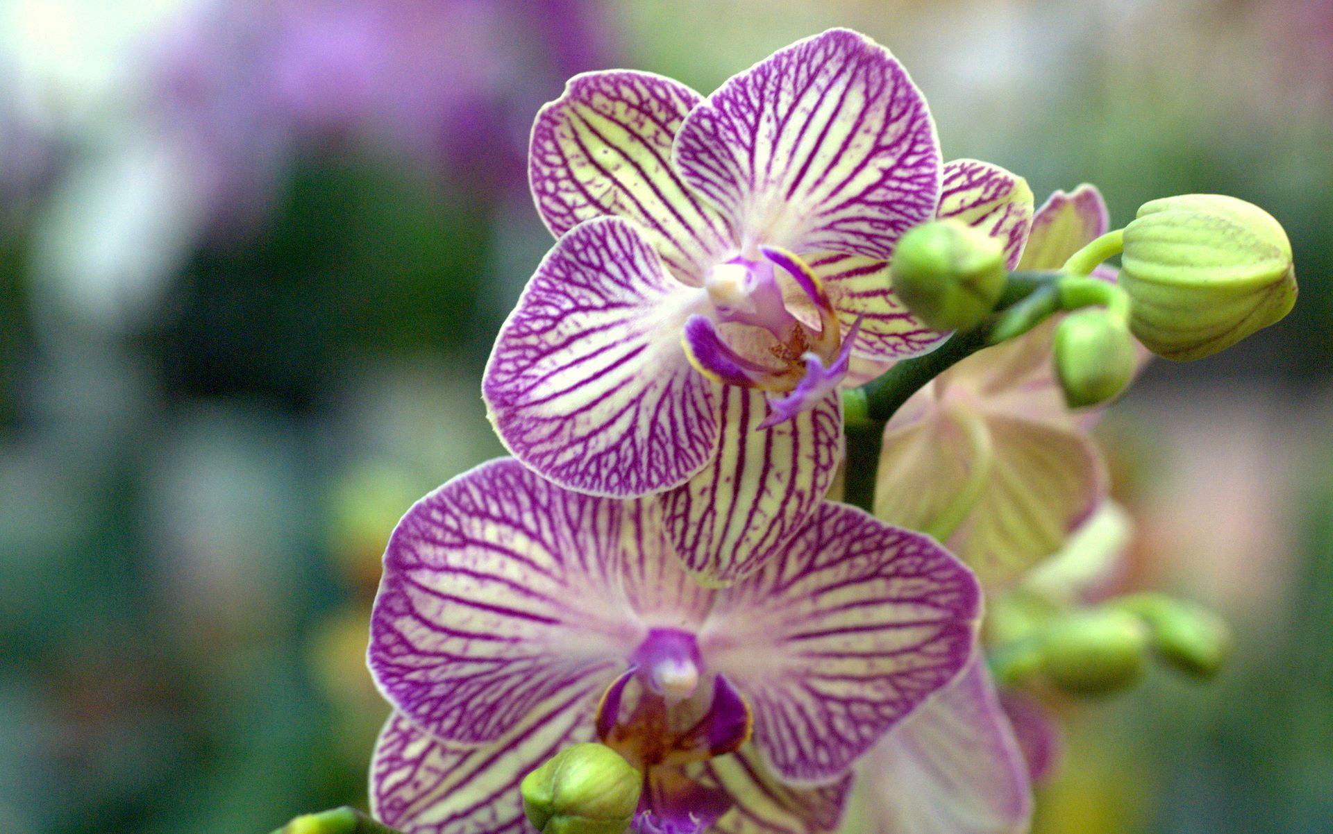 1920x1202 orchid wallpaper