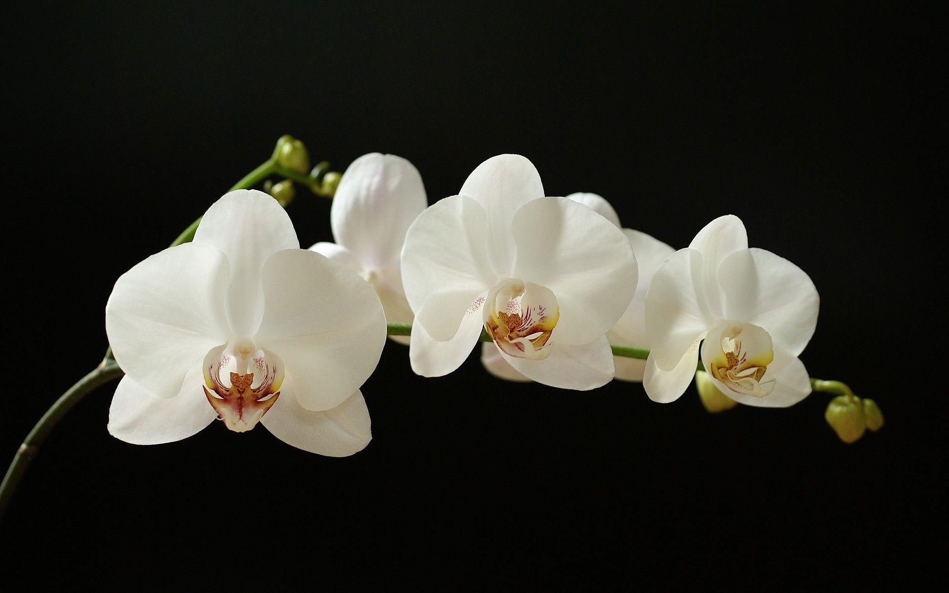 1920x1200 Orchid HD Wallpaper
