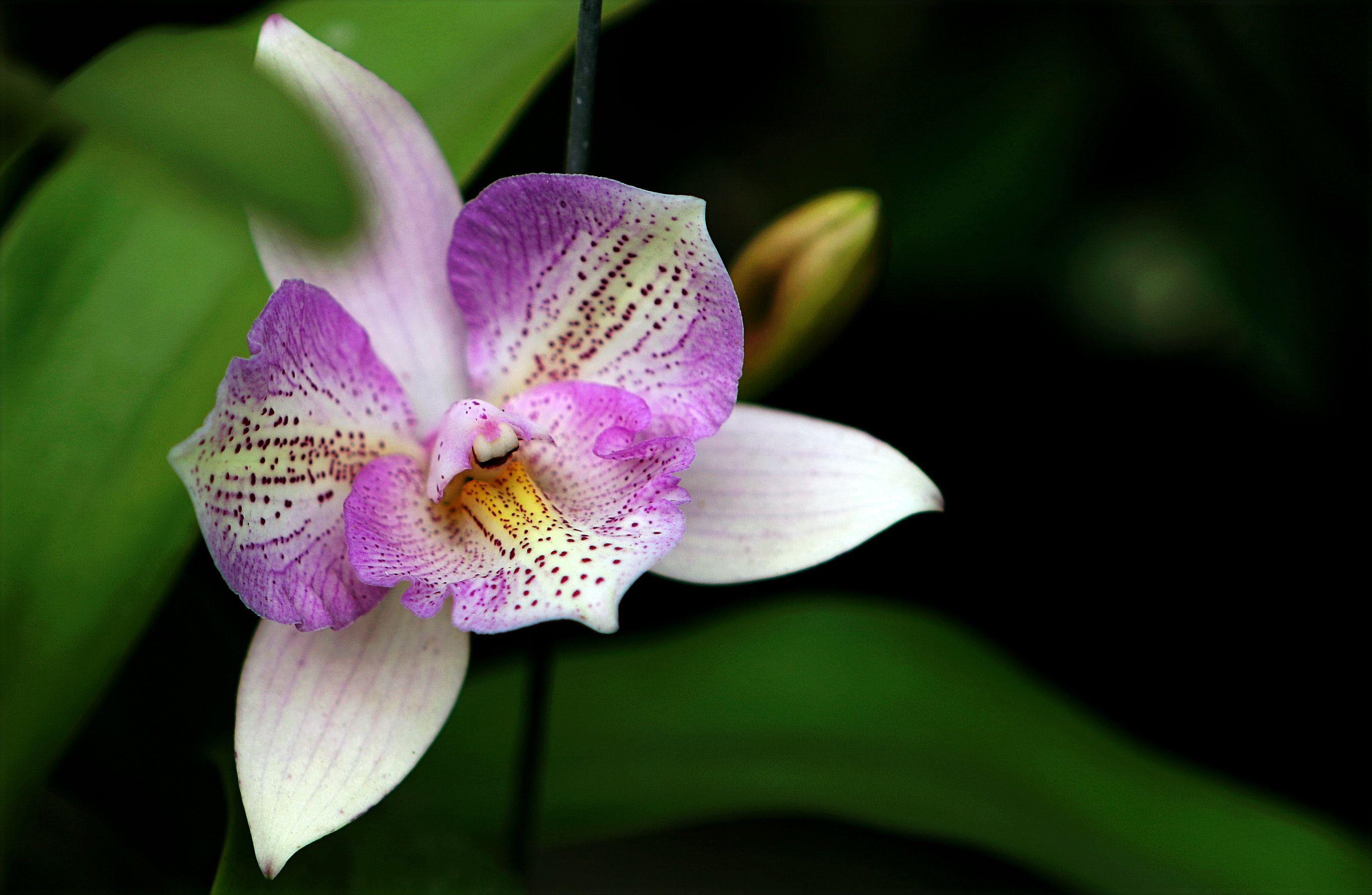 2751x1795 Beautiful Orchid Photo