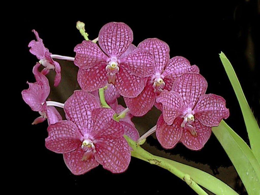 1024x768 Beautiful Orchids Wallpaper 1024×768 Orchid Picture Wallpaper 37