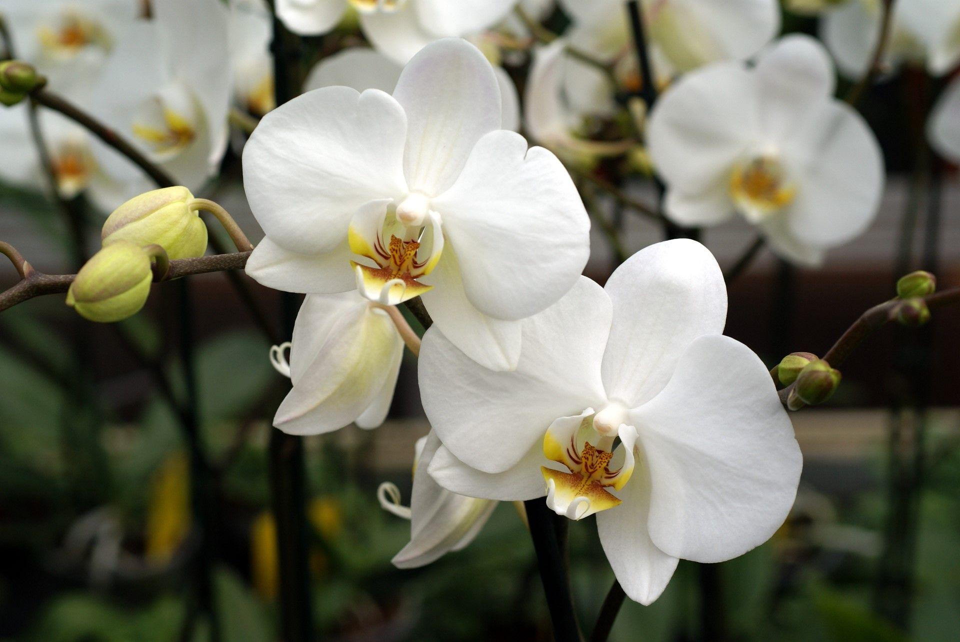 1920x1285 White Orchids close up