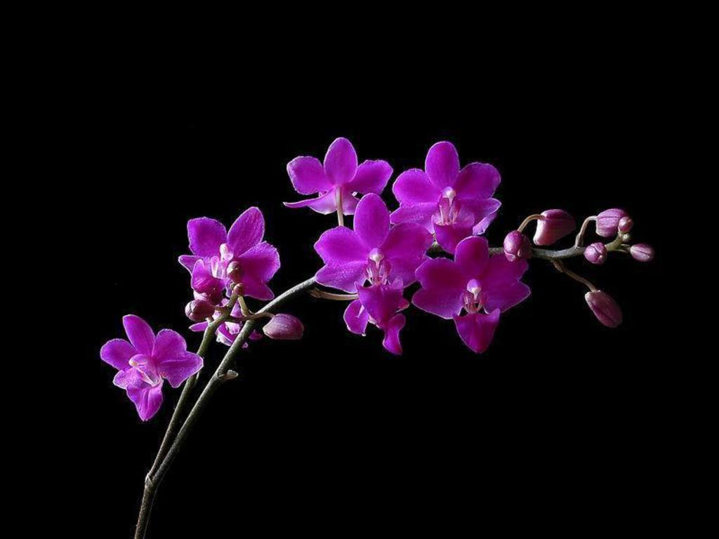 1024x768 Orchid Picture Wallpaper (33 Wallpaper)