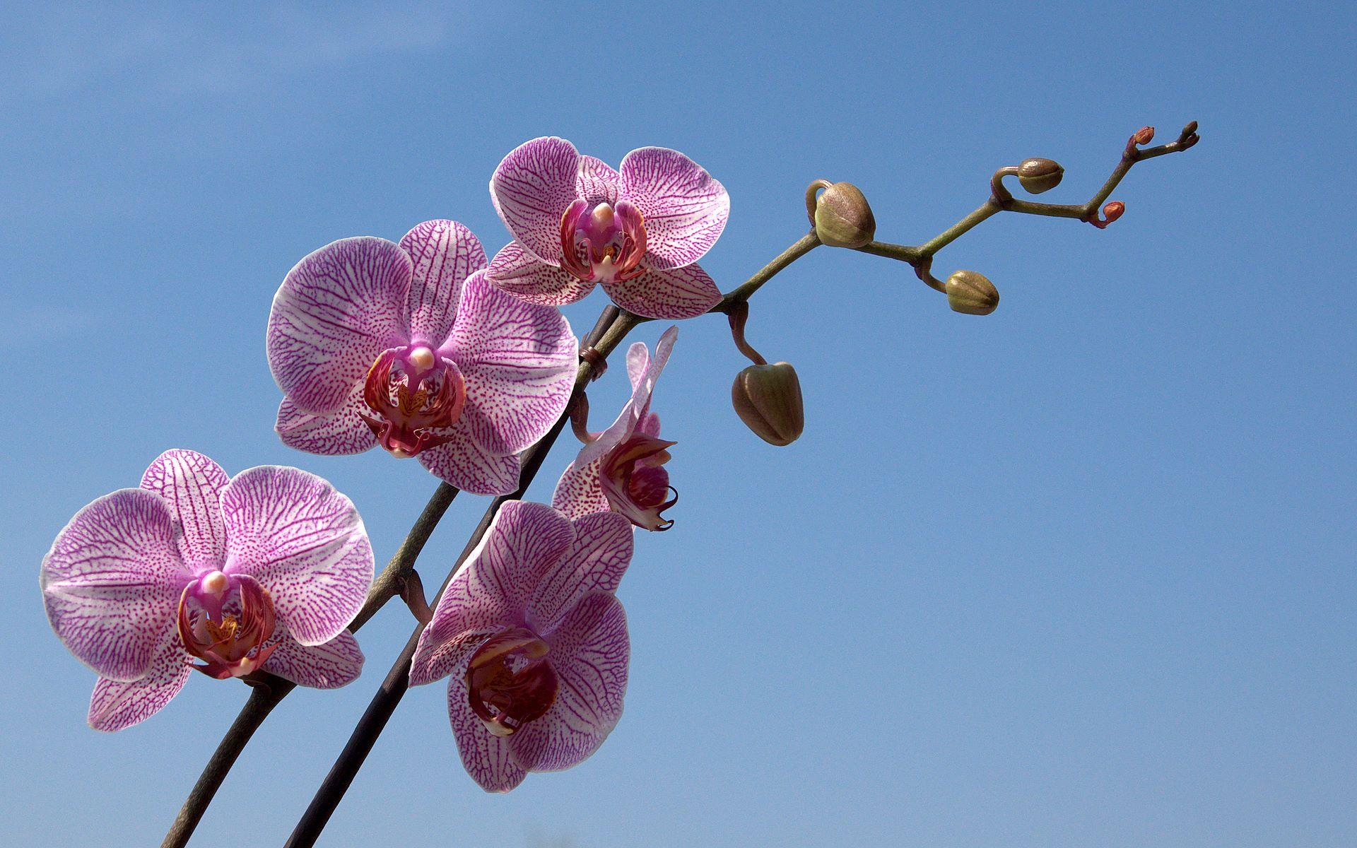 1920x1200 Orchid, phalaenopsis, photography, wallpaper