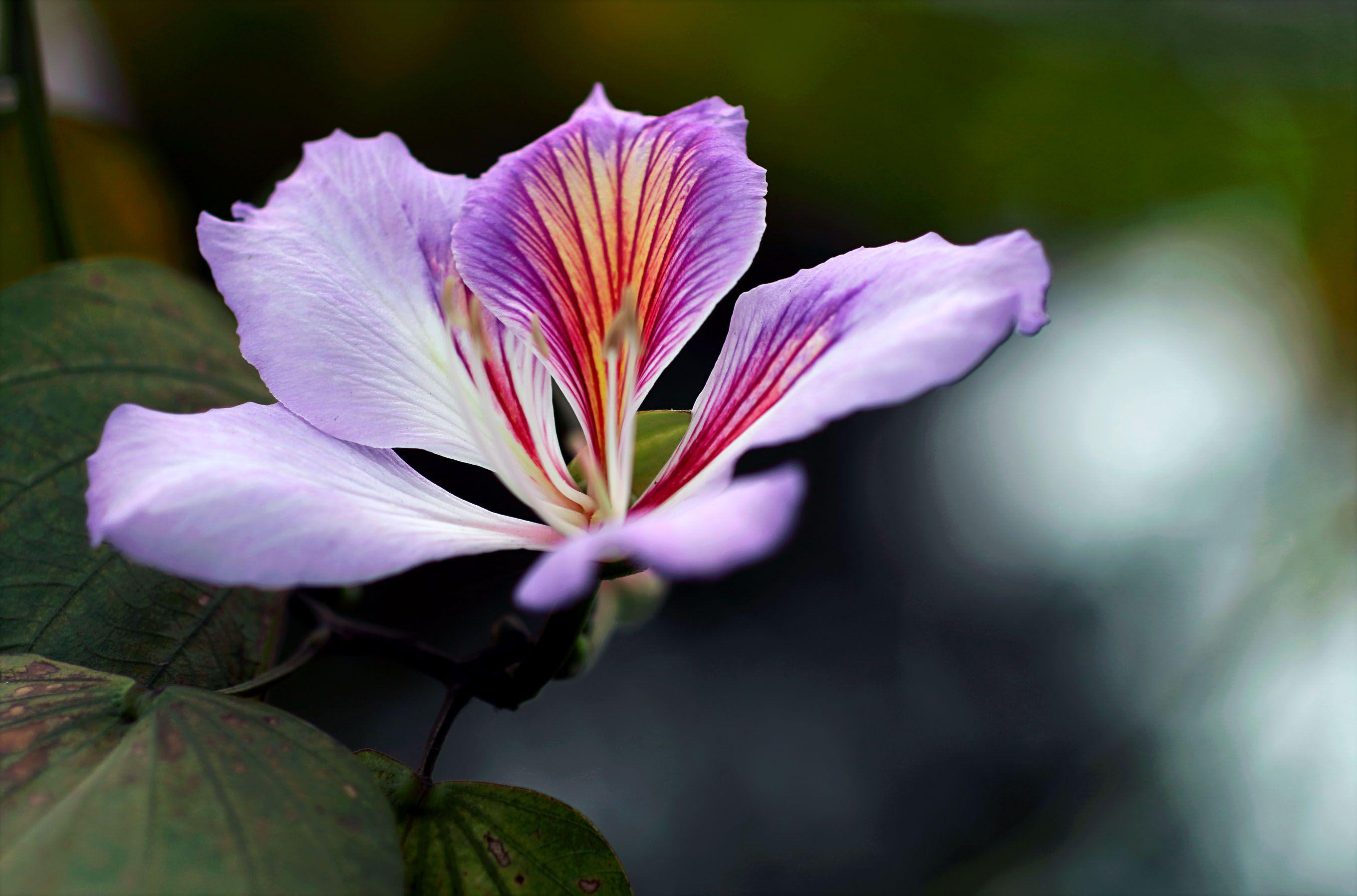 2719x1795 Download Close up photography of purple orchid flower image