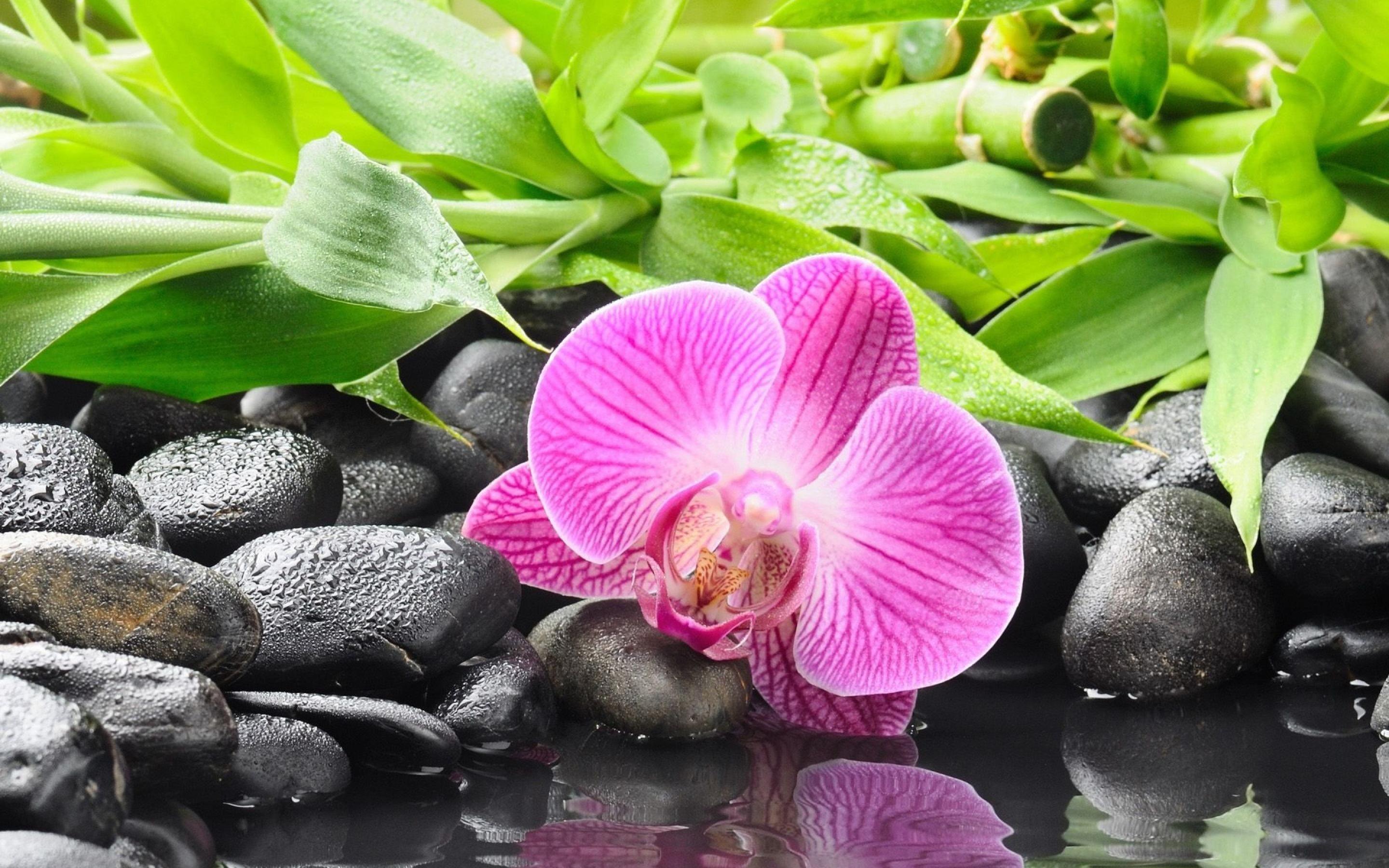 2880x1800 Photography Spring Green Garden Dreaming orchids Pink Flowers Single