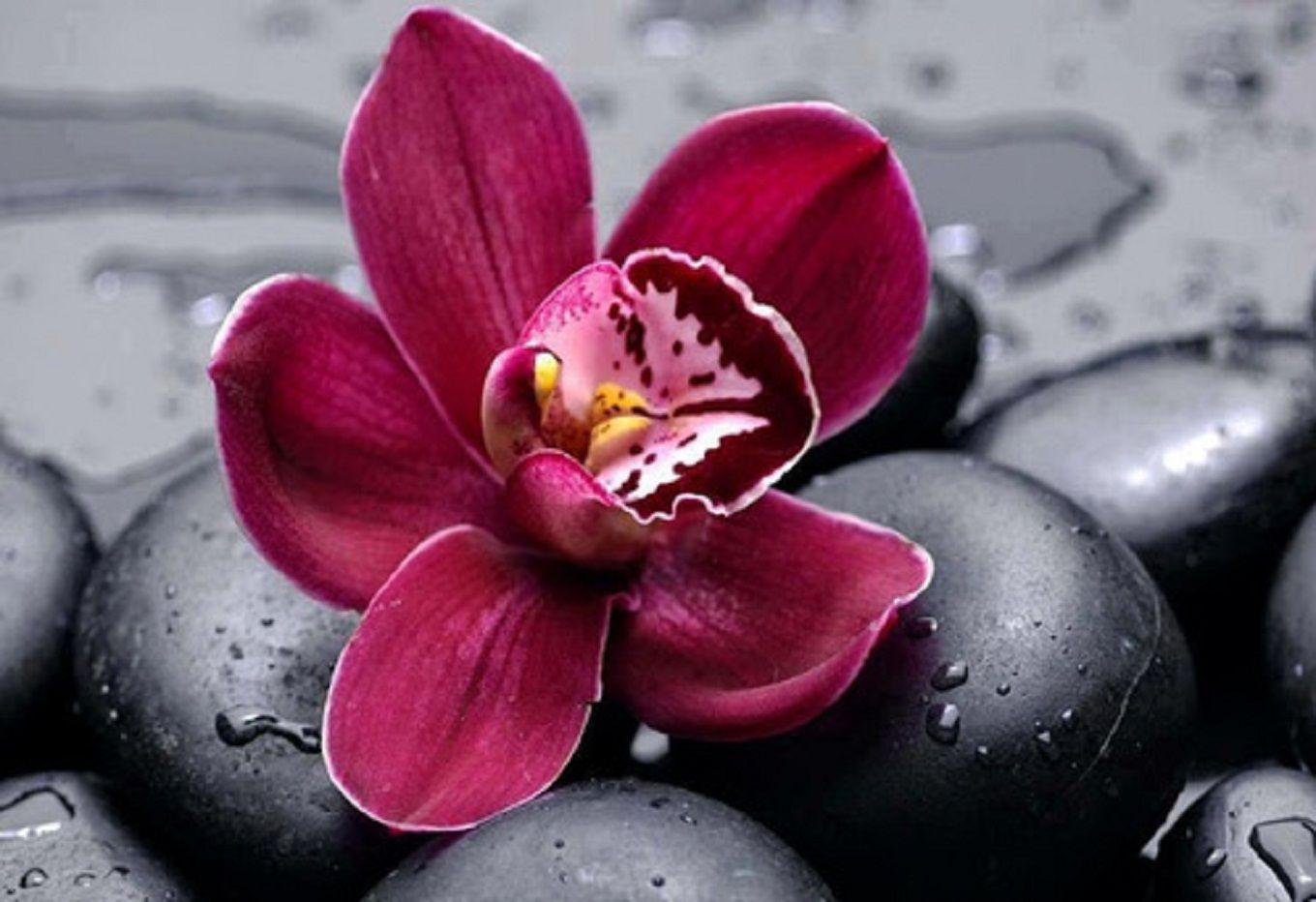 1360x932 Orchid Wallpaper 20 X 932