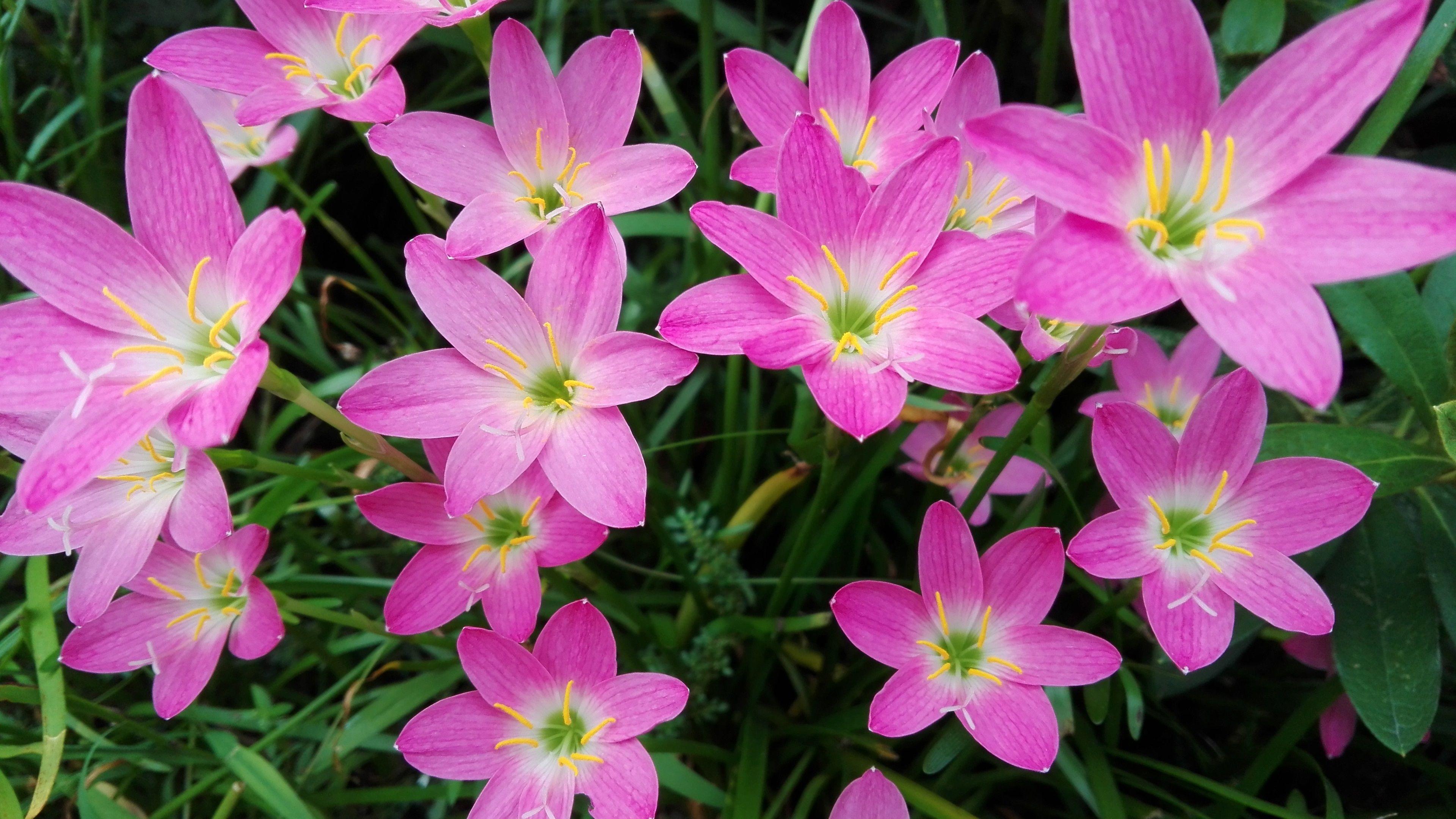 3840x2160 Wallpaper Beautiful flowers, pink orchid macro photography 3840x2160