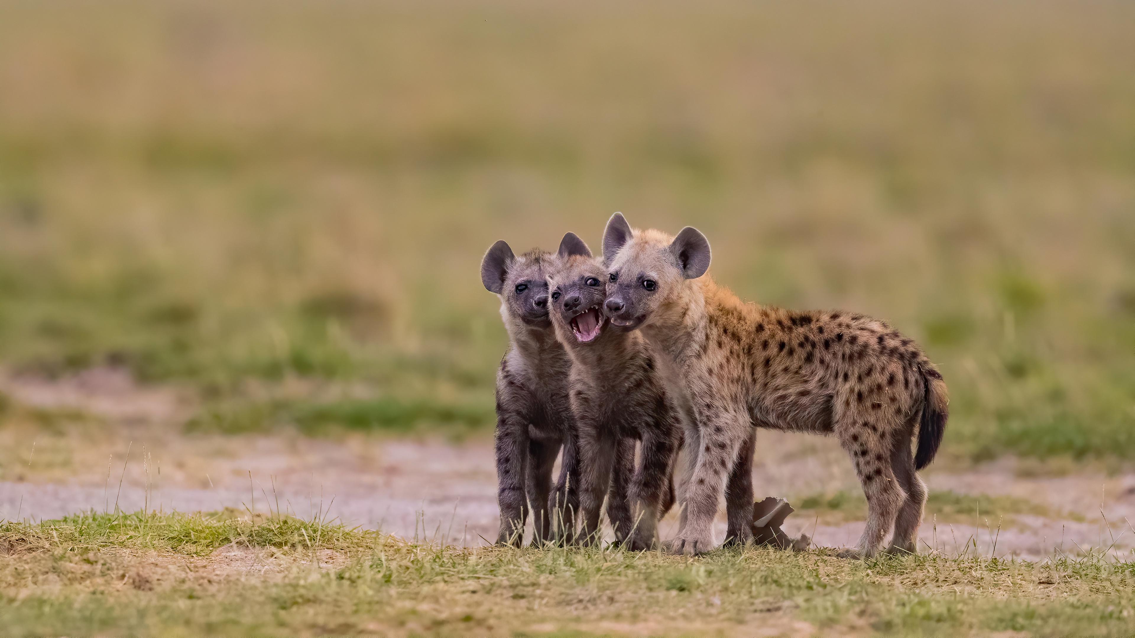 3840x2160 Group of young Hyenas 4k Ultra HD Wallpaper