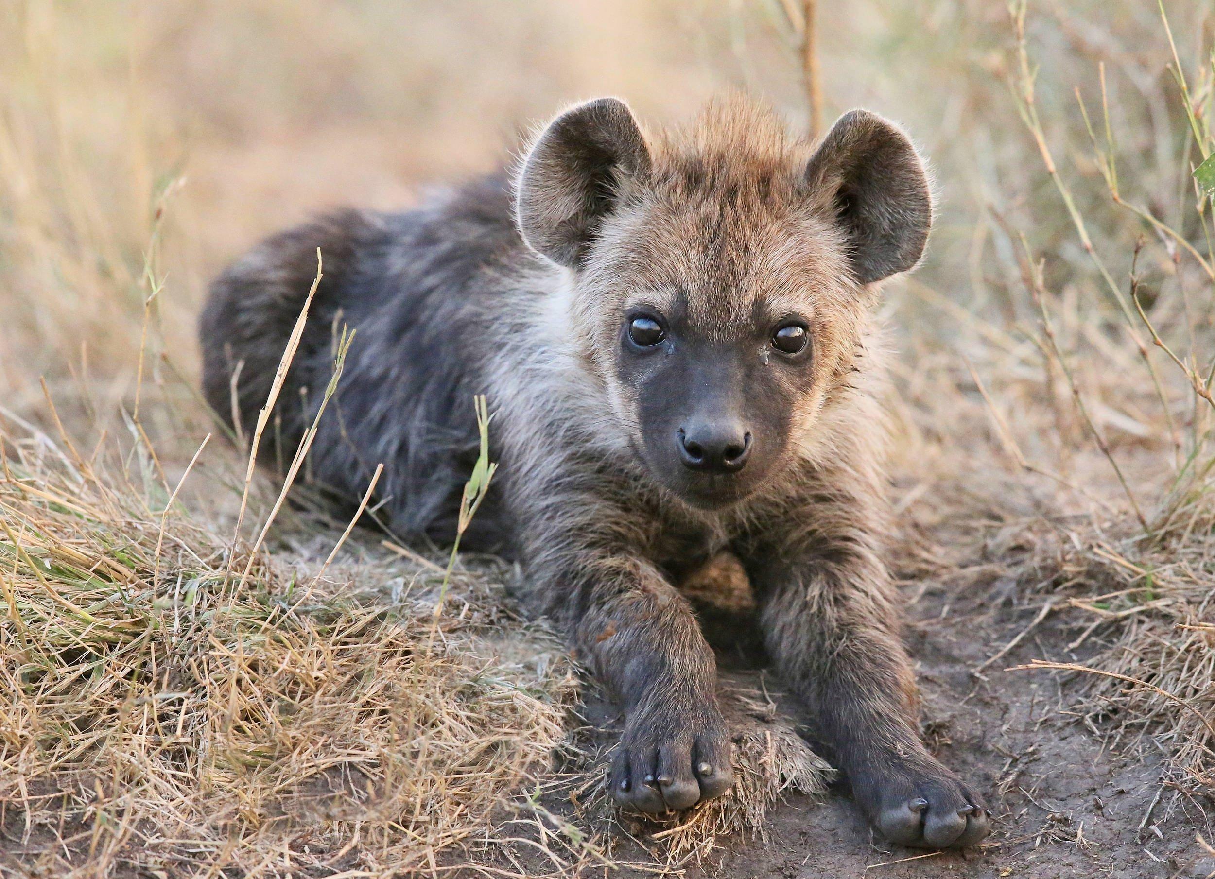2500x1809 hyena, Cub, Grass, Animals, Cubs, Baby, Predator Wallpaper HD / Desktop and Mobile Background