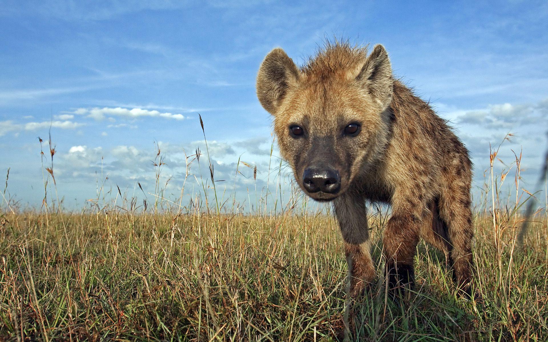 1920x1200 Hyenas Wallpaper