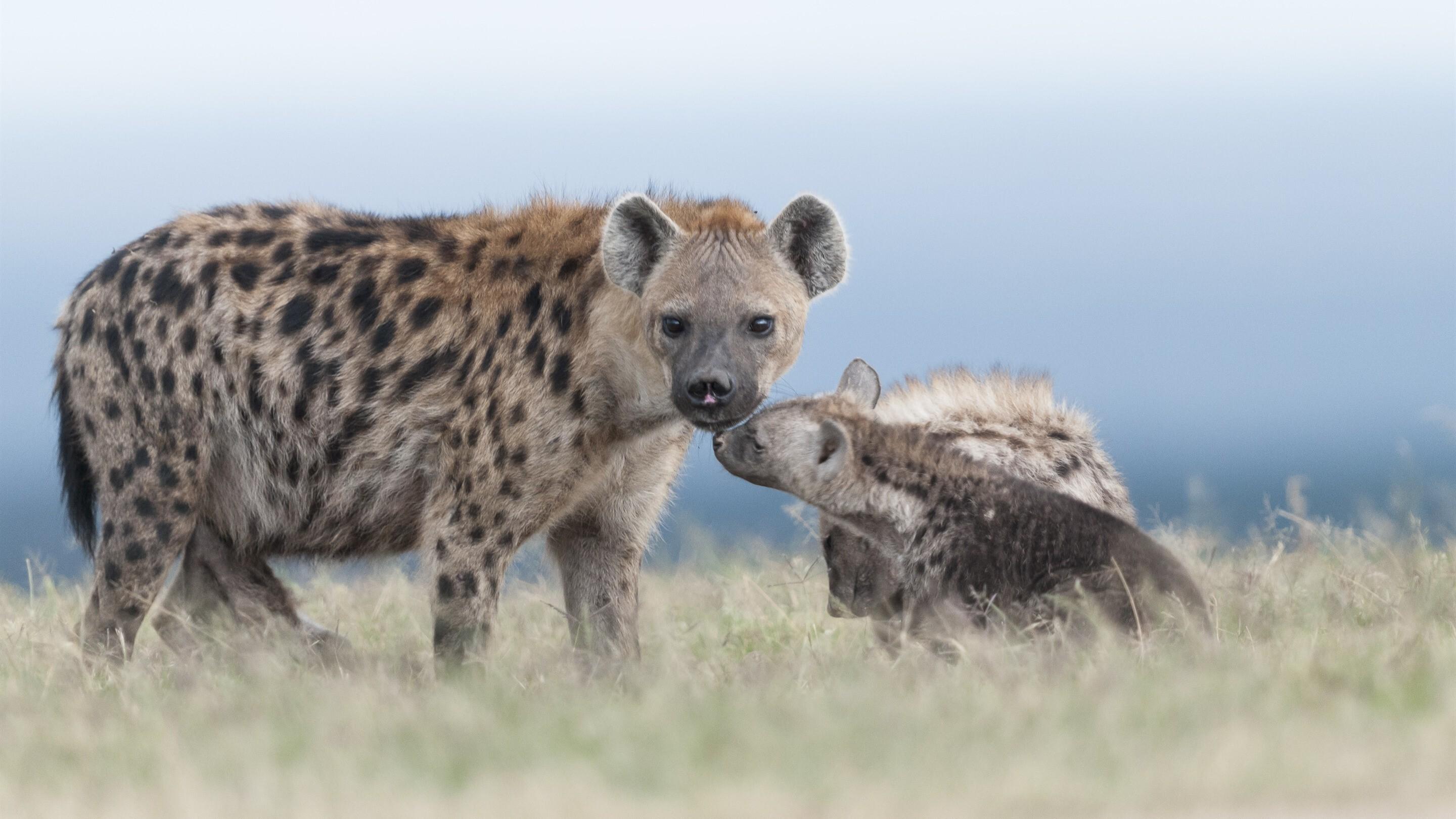 2880x1620 Baby Hyena Love His Mother Amazing Pic Download