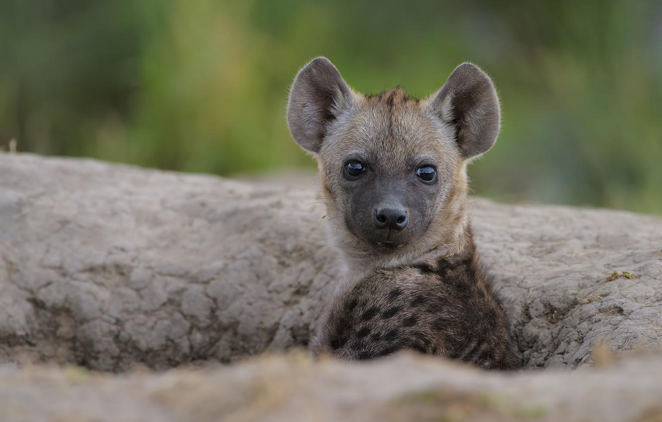 1332x850 Wallpaper look, portrait, baby, puppy, hyena, face image for desktop, section животные