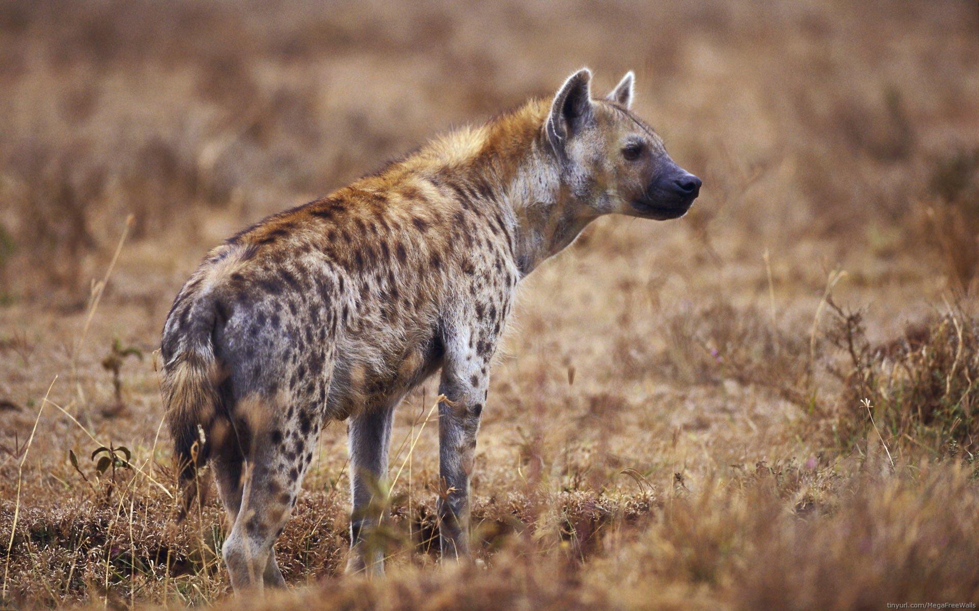1920x1200 Hyena HD Wallpaper