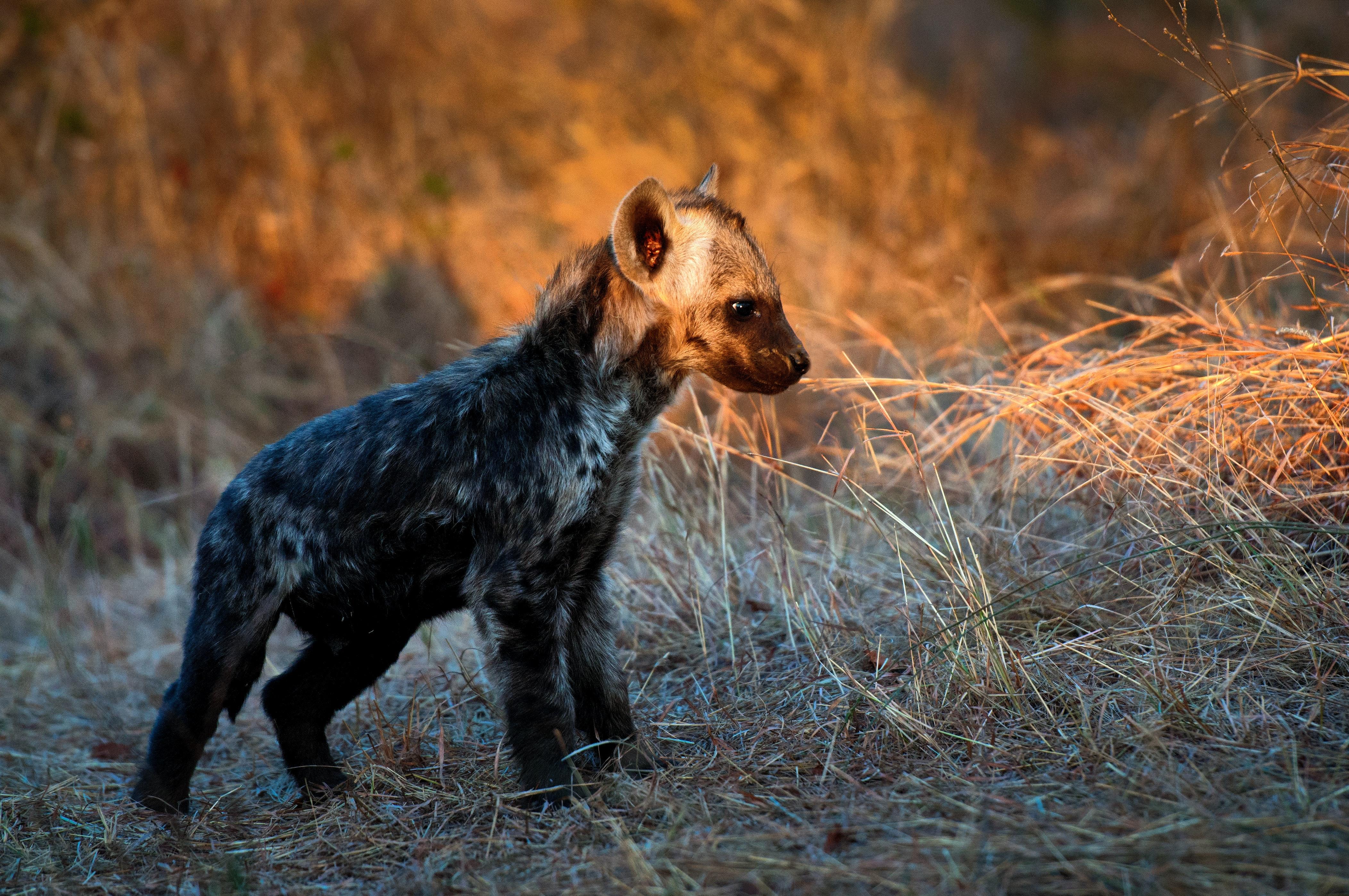 4208x2795 Focus Photo of Hyena Cub · Free